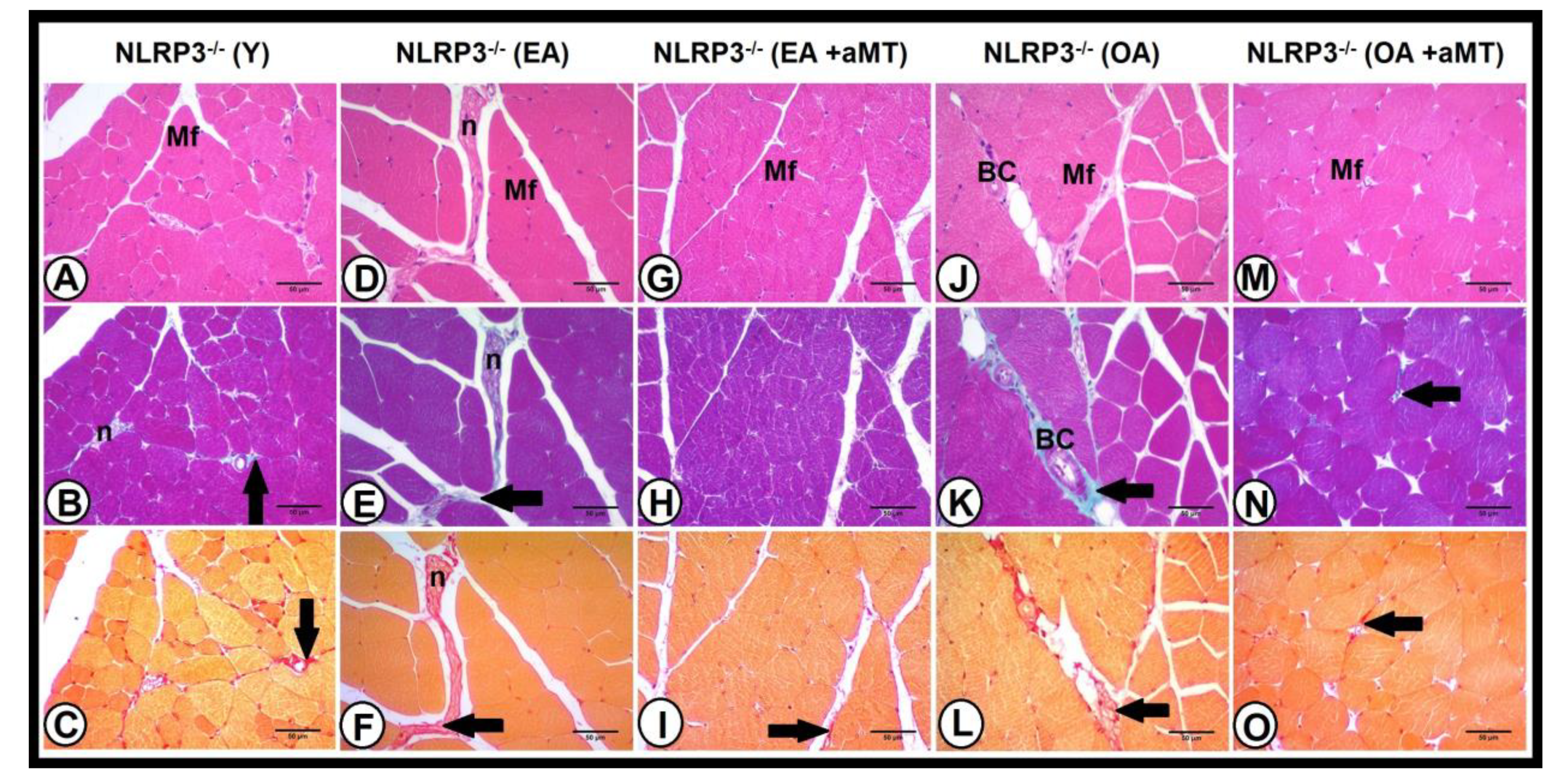 Antioxidants 10 00524 g007 Antioxidants 10 00524 g007