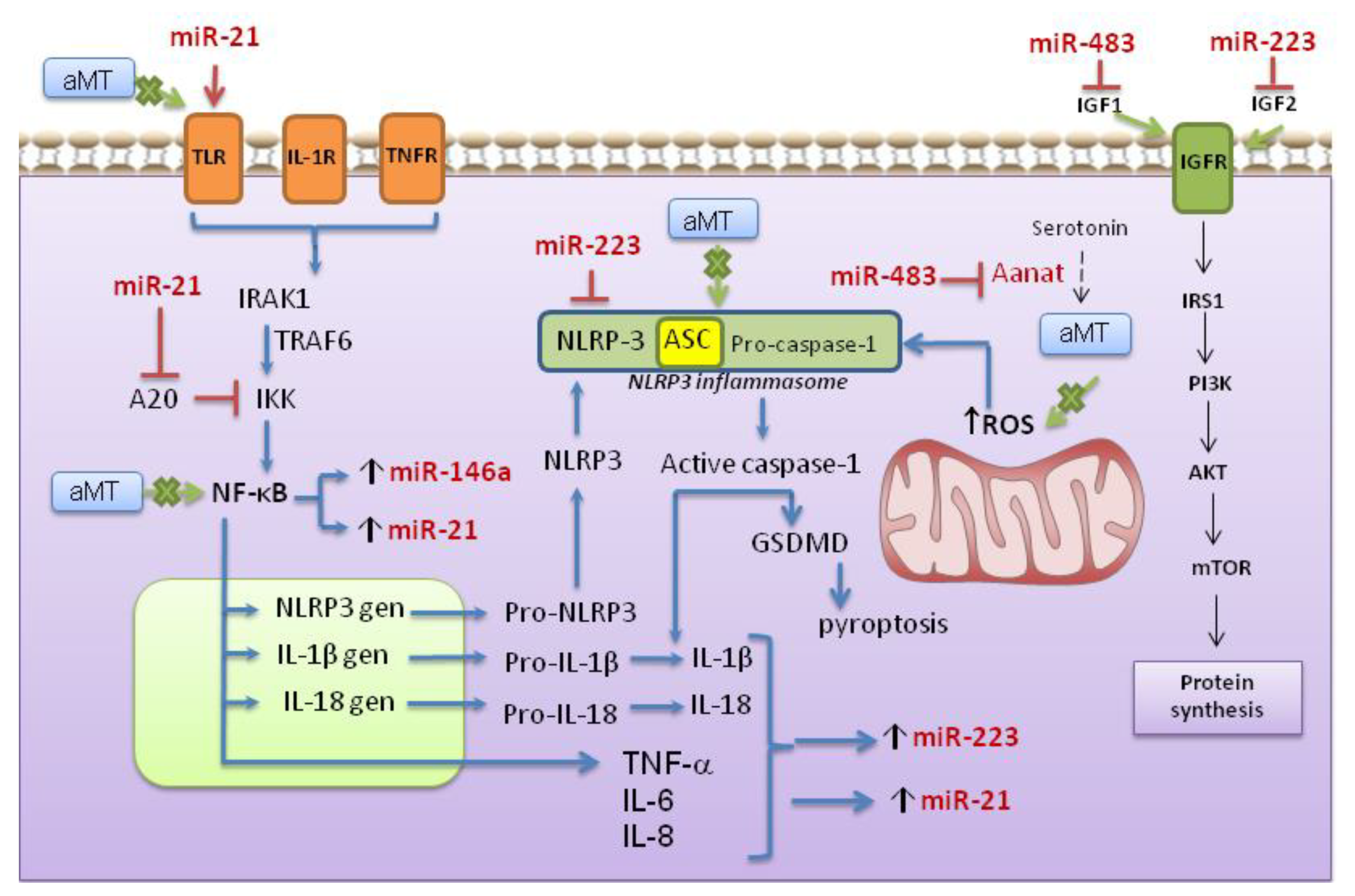 Antioxidants 10 00524 g008 Antioxidants 10 00524 g008