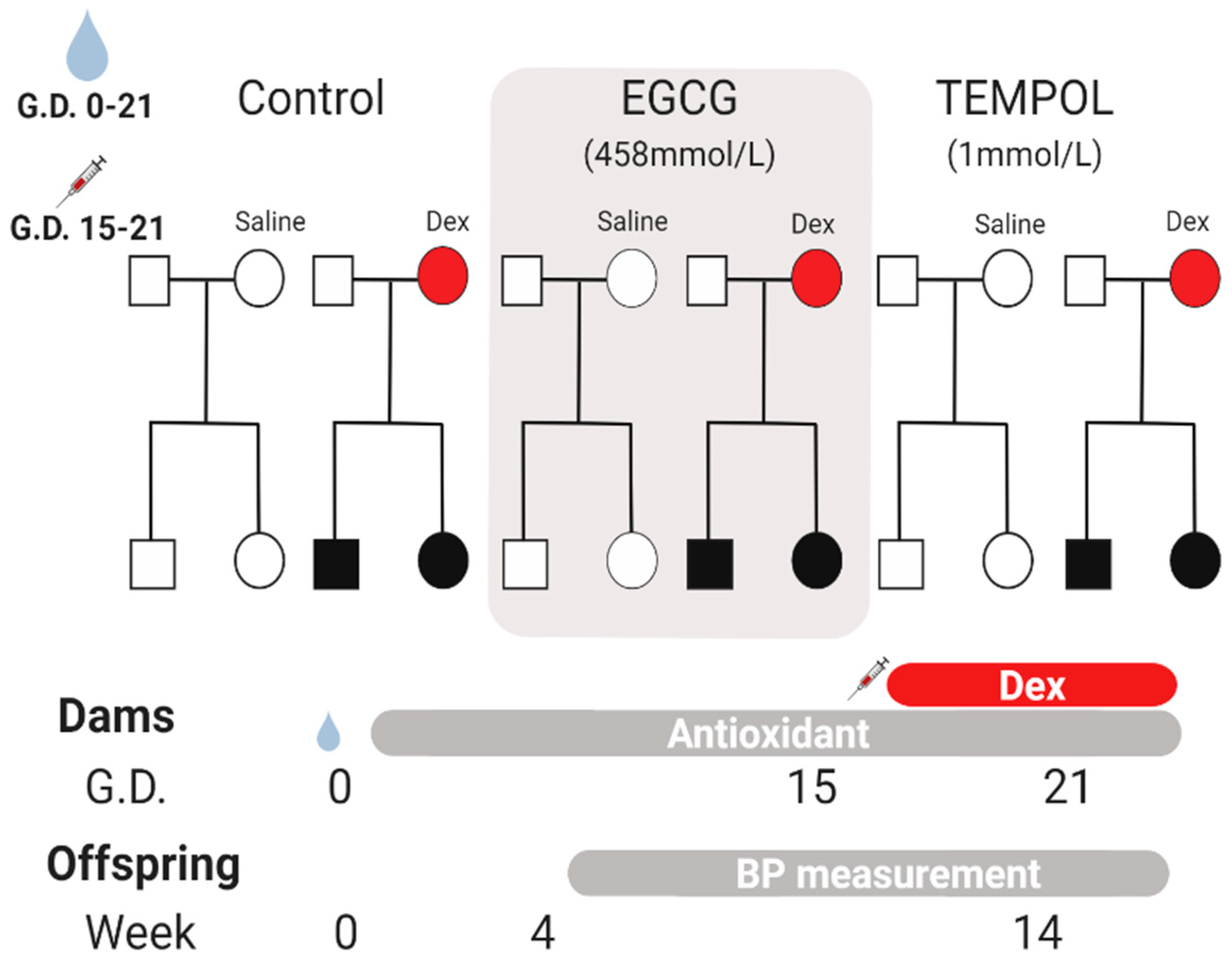 Antioxidants 10 00531 g001