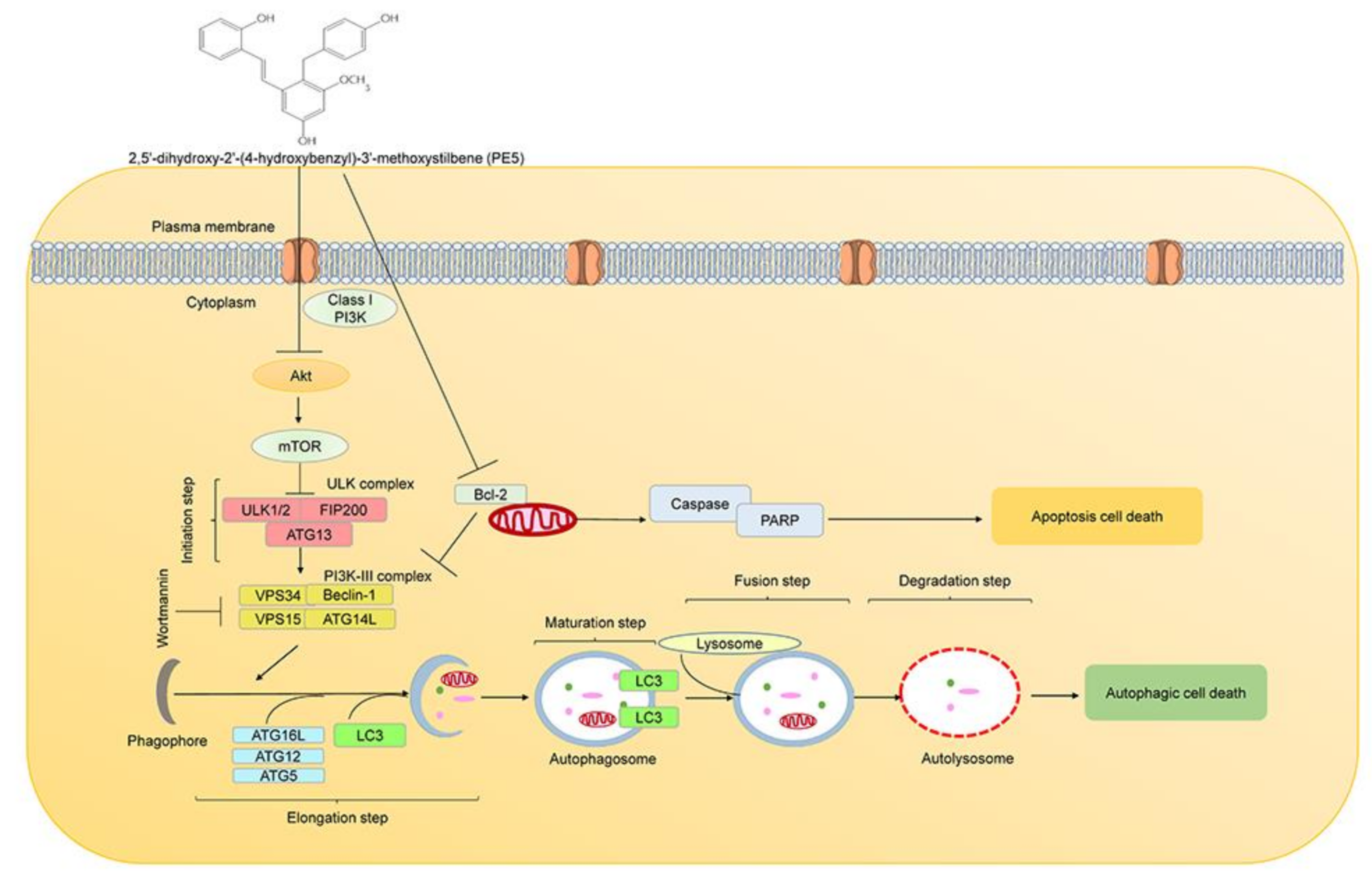 Antioxidants 10 00534 g008 Antioxidants 10 00534 g008