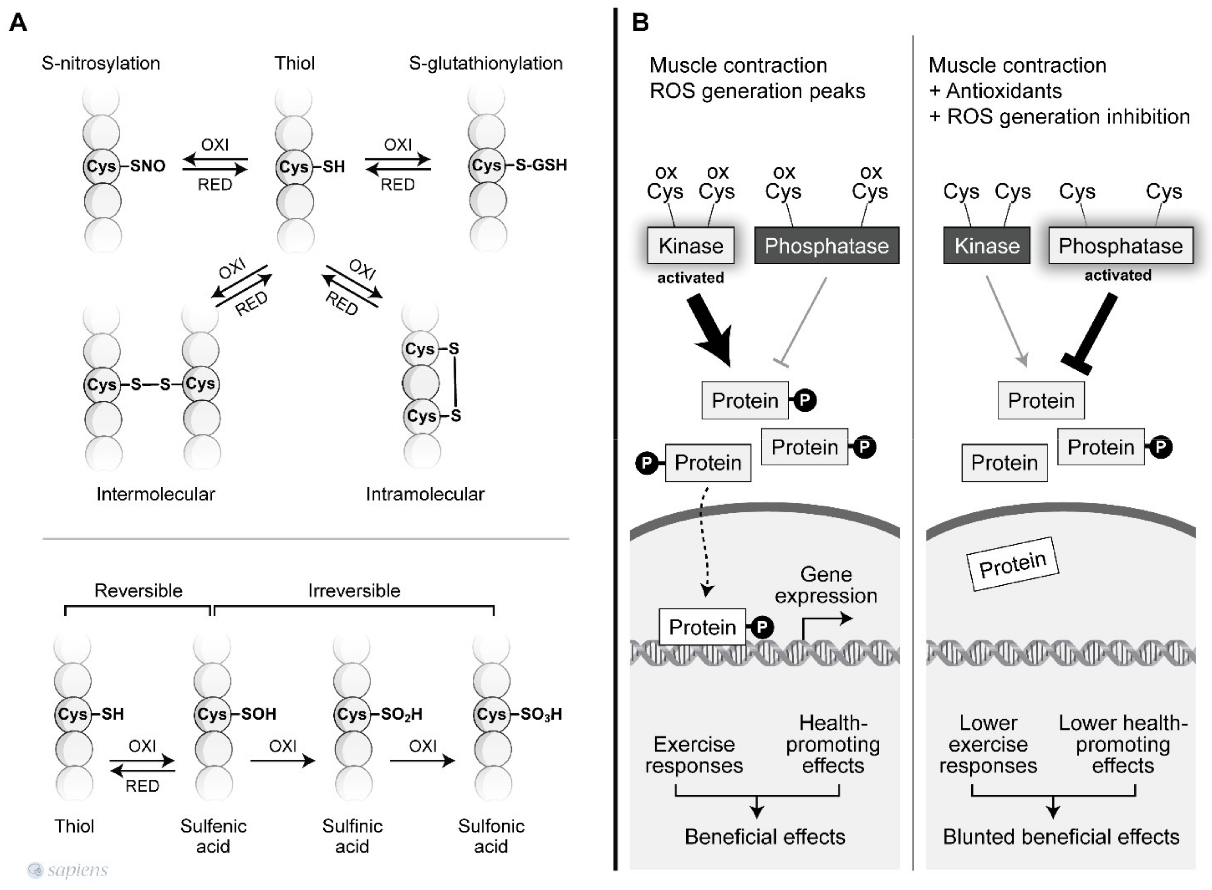 Antioxidants 10 00537 g002