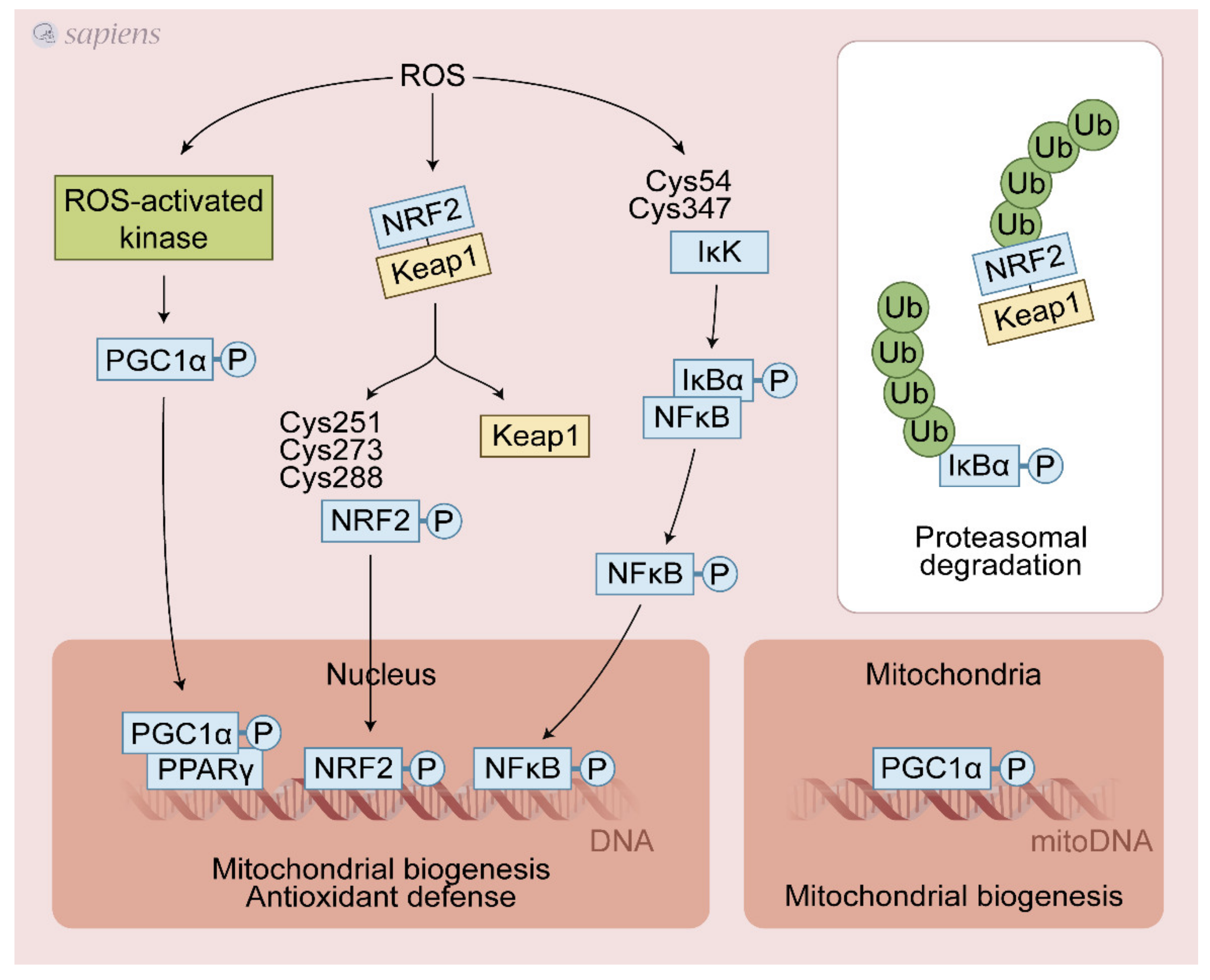 Antioxidants 10 00537 g003