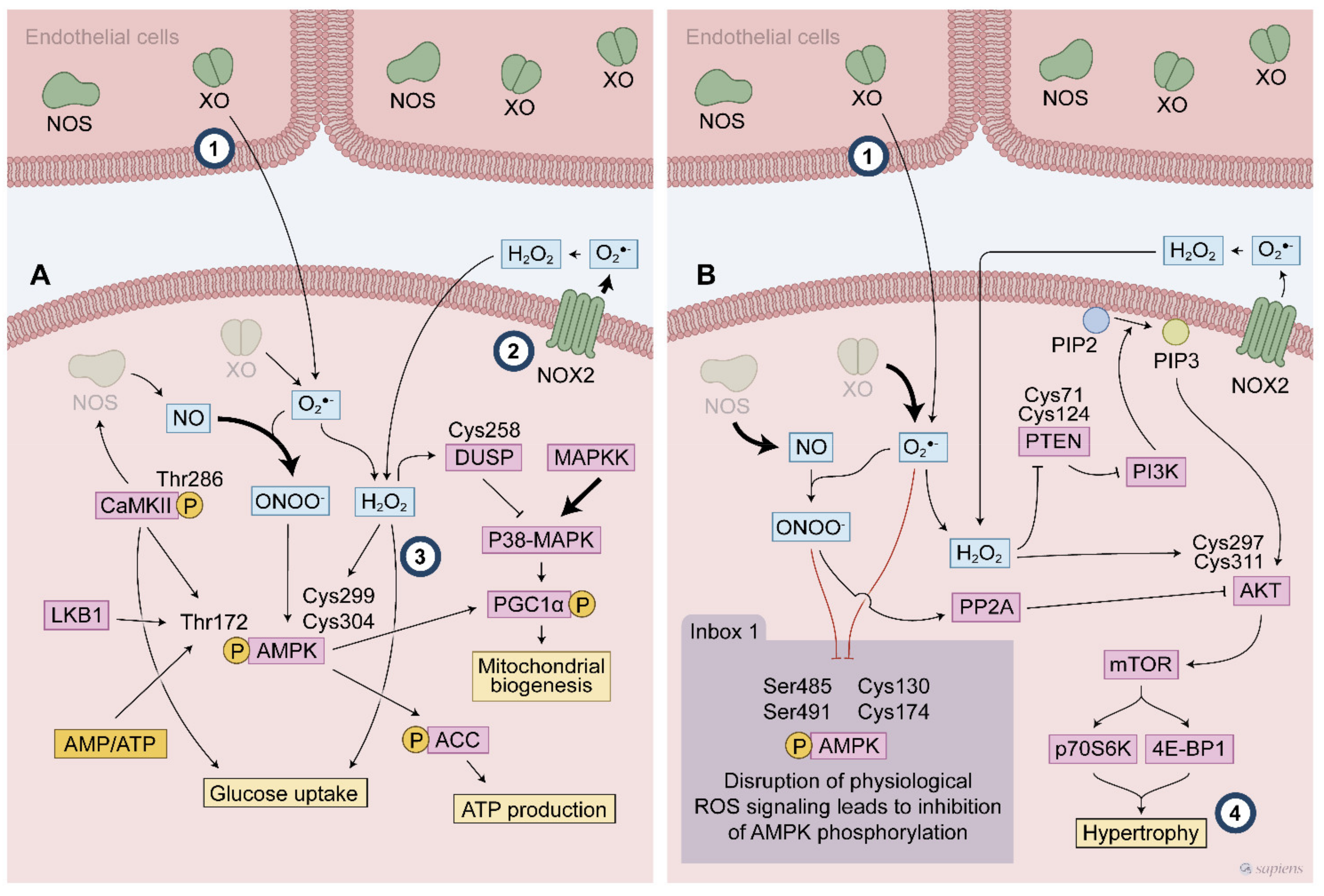 Antioxidants 10 00537 g004