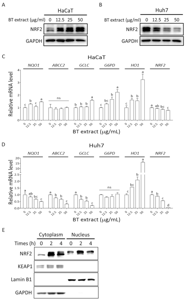 Antioxidants 10 00544 g004