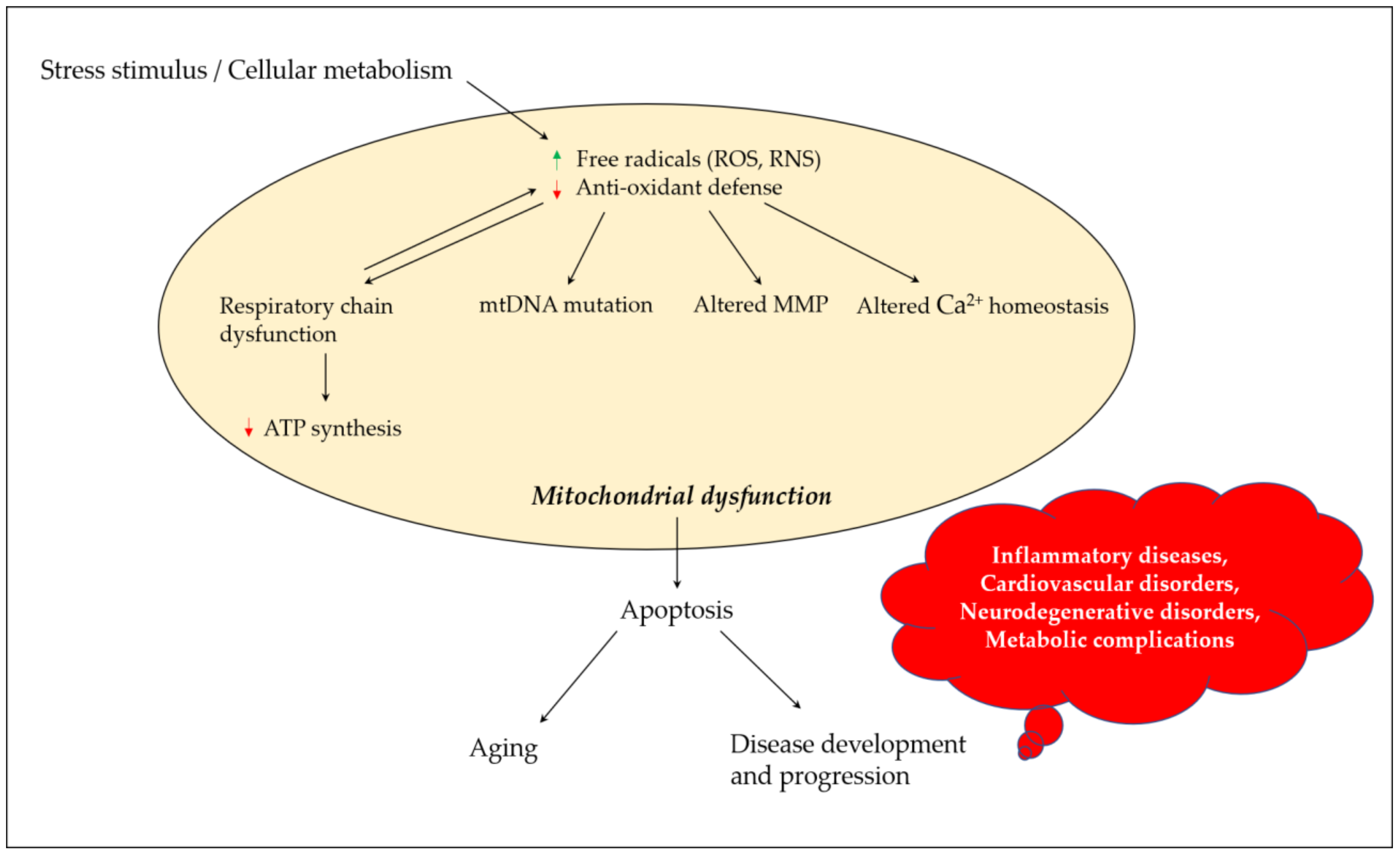 Improvement of Oxidative Stress and Mitochondrial