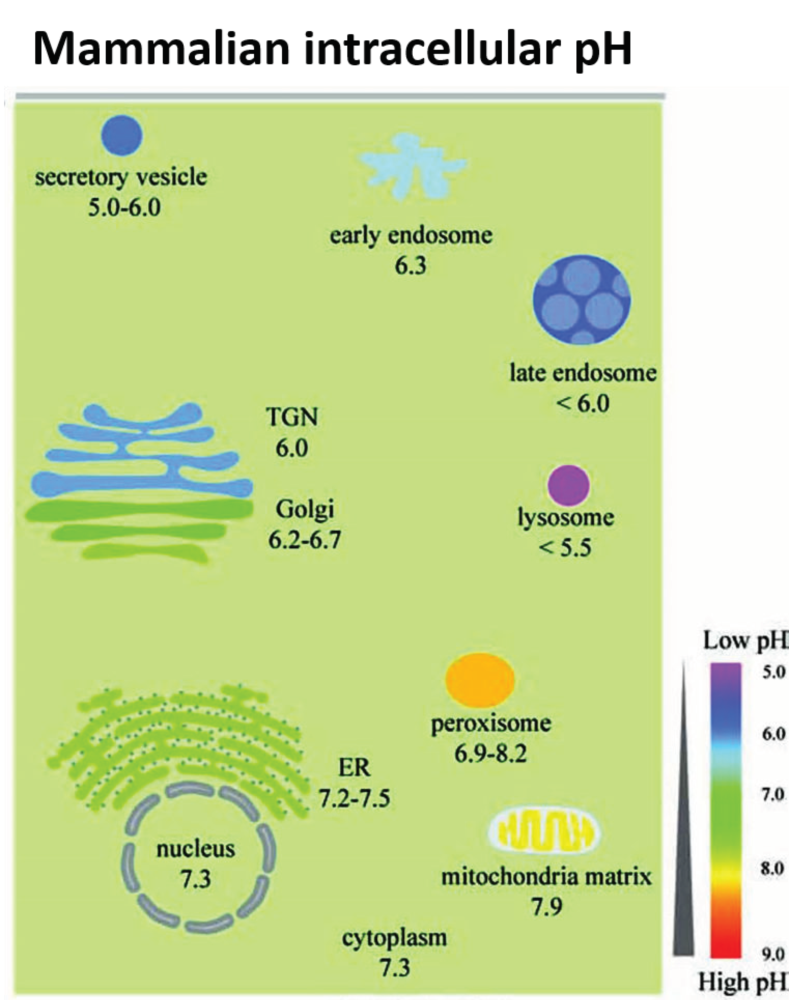 Antioxidants 10 00547 g002 Antioxidants 10 00547 g002