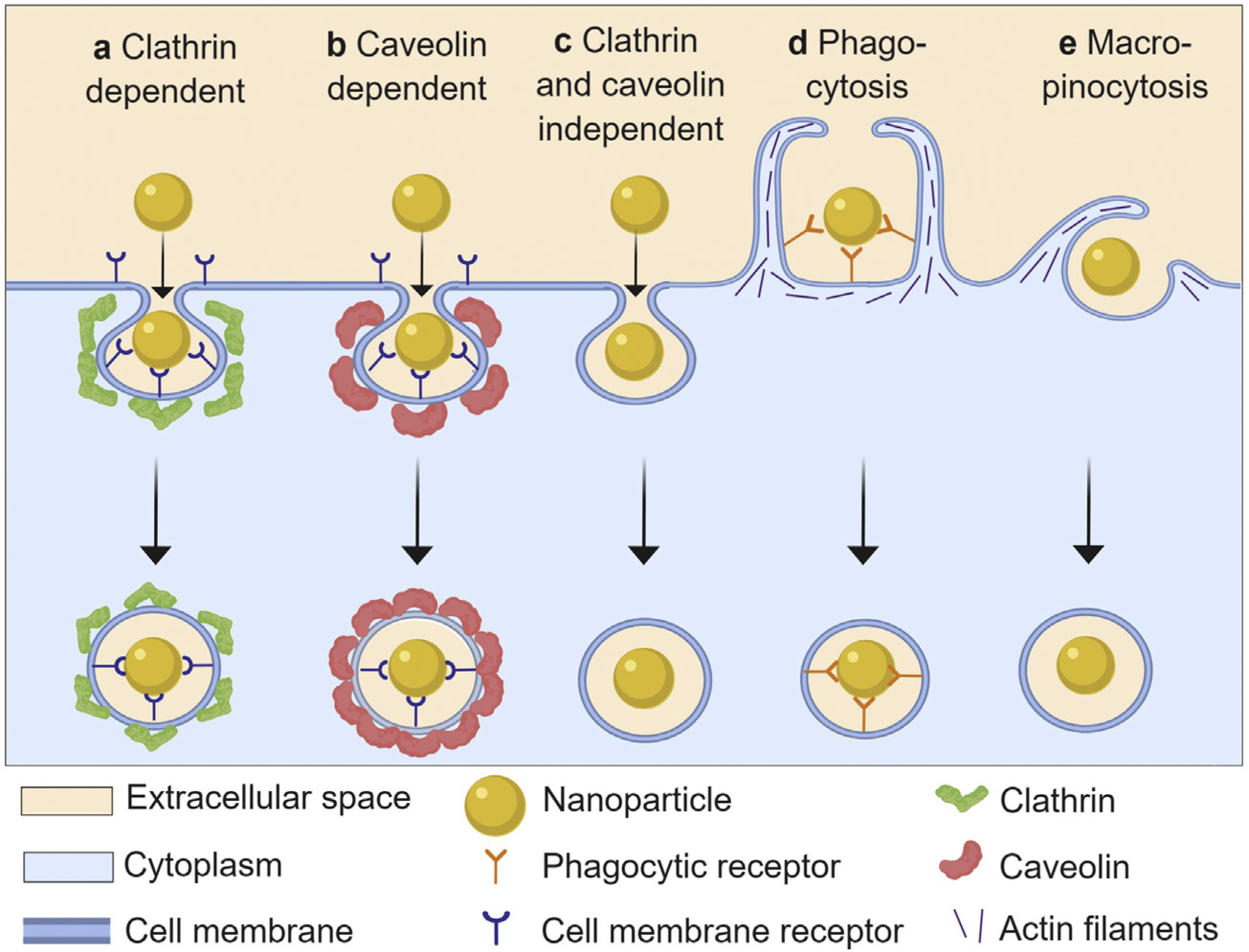 Antioxidants 10 00547 g004 Antioxidants 10 00547 g004