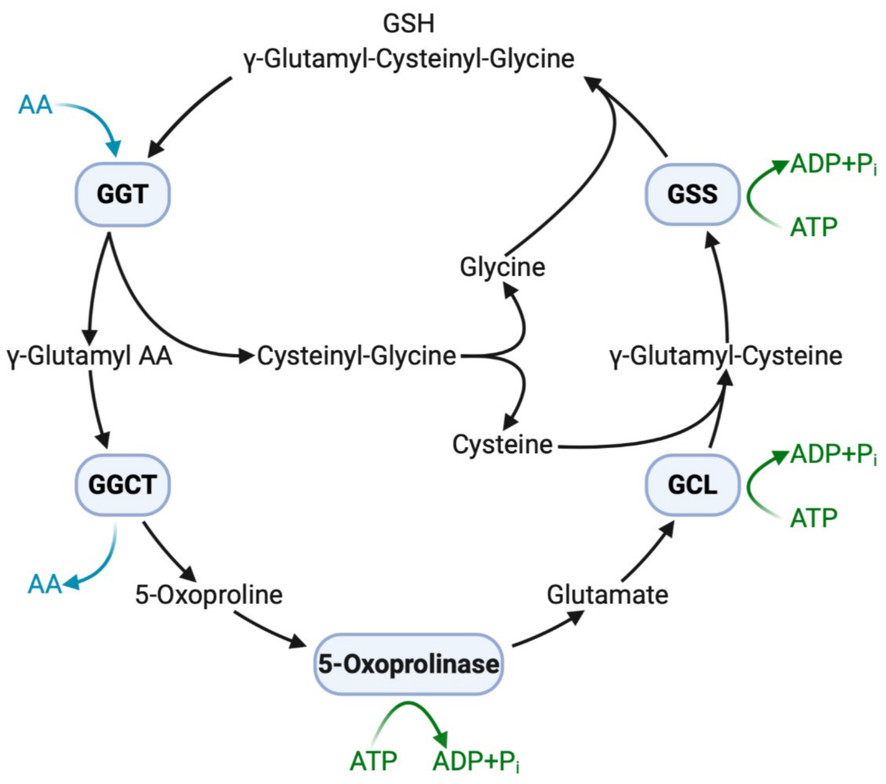 Gamma glutamyl transferase