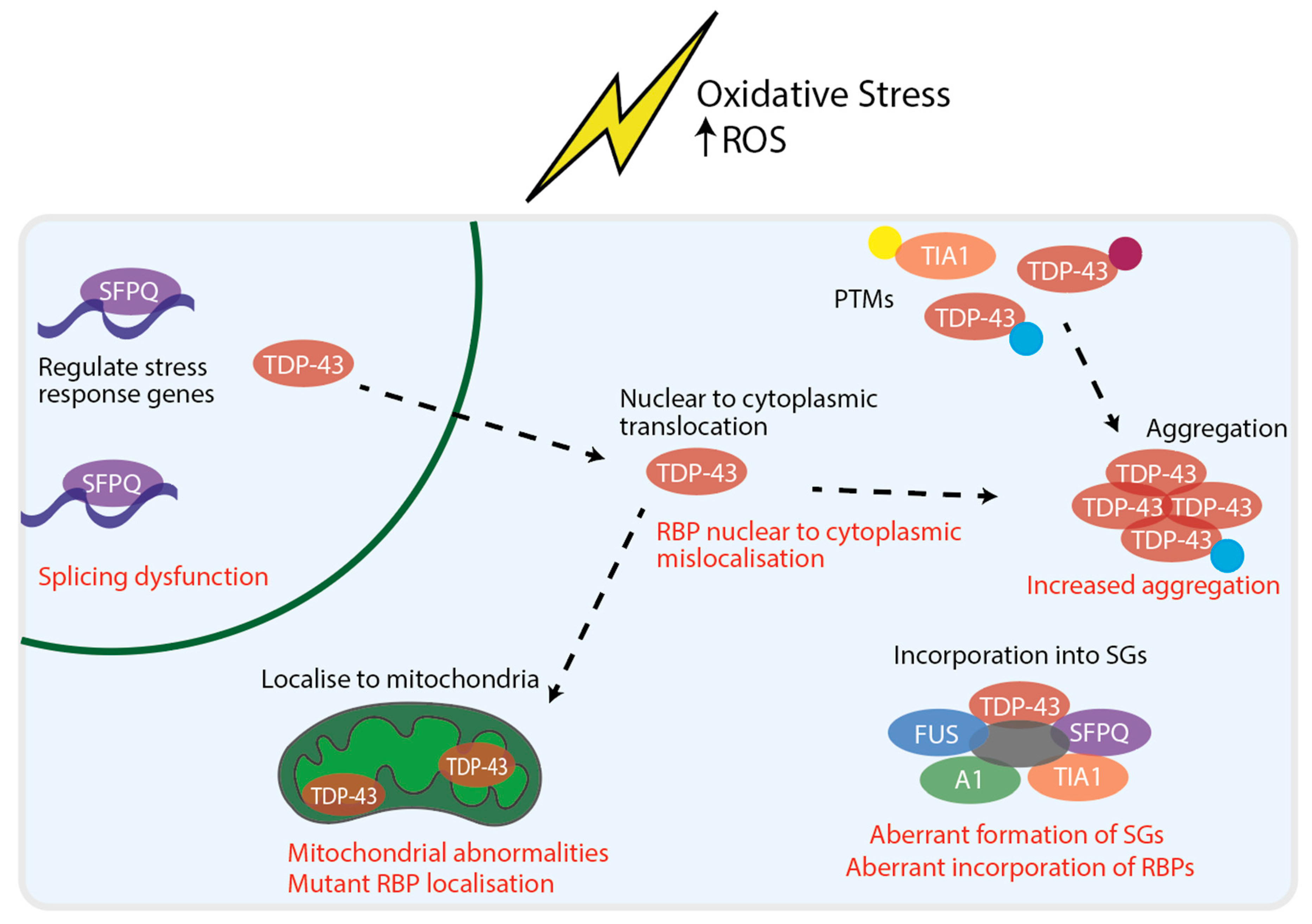 Antioxidants 10 00552 g001