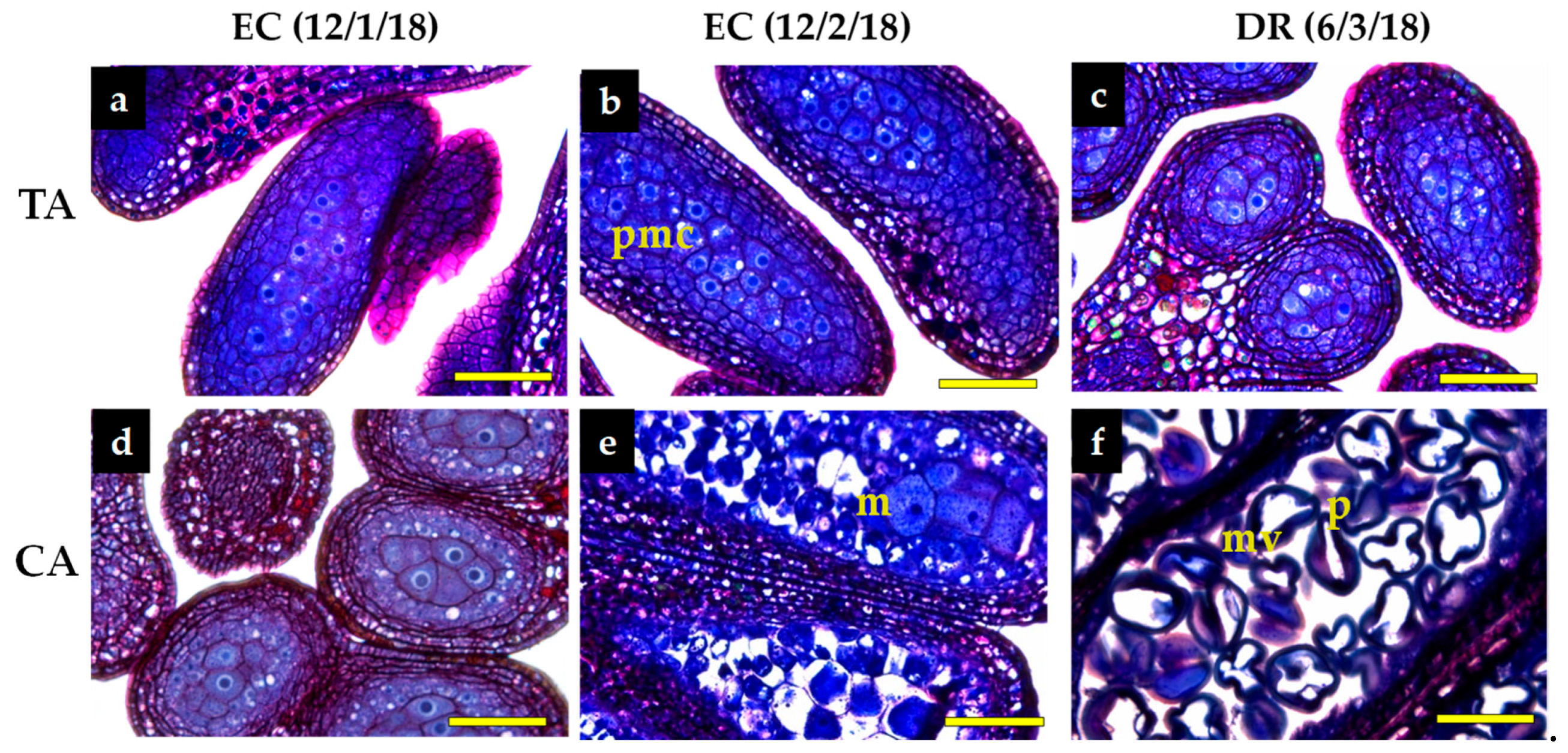 Antioxidants 10 00560 g001