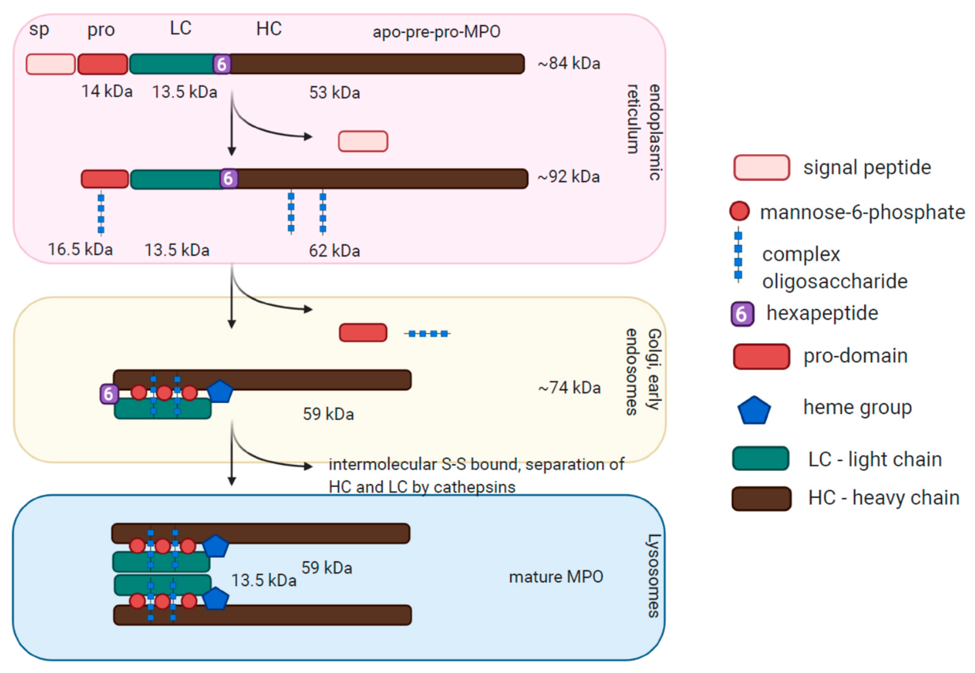 Antioxidants Free Full Text The Enzymatic And Non Enzymatic Function Of Myeloperoxidase Mpo In Inflammatory Communication Html