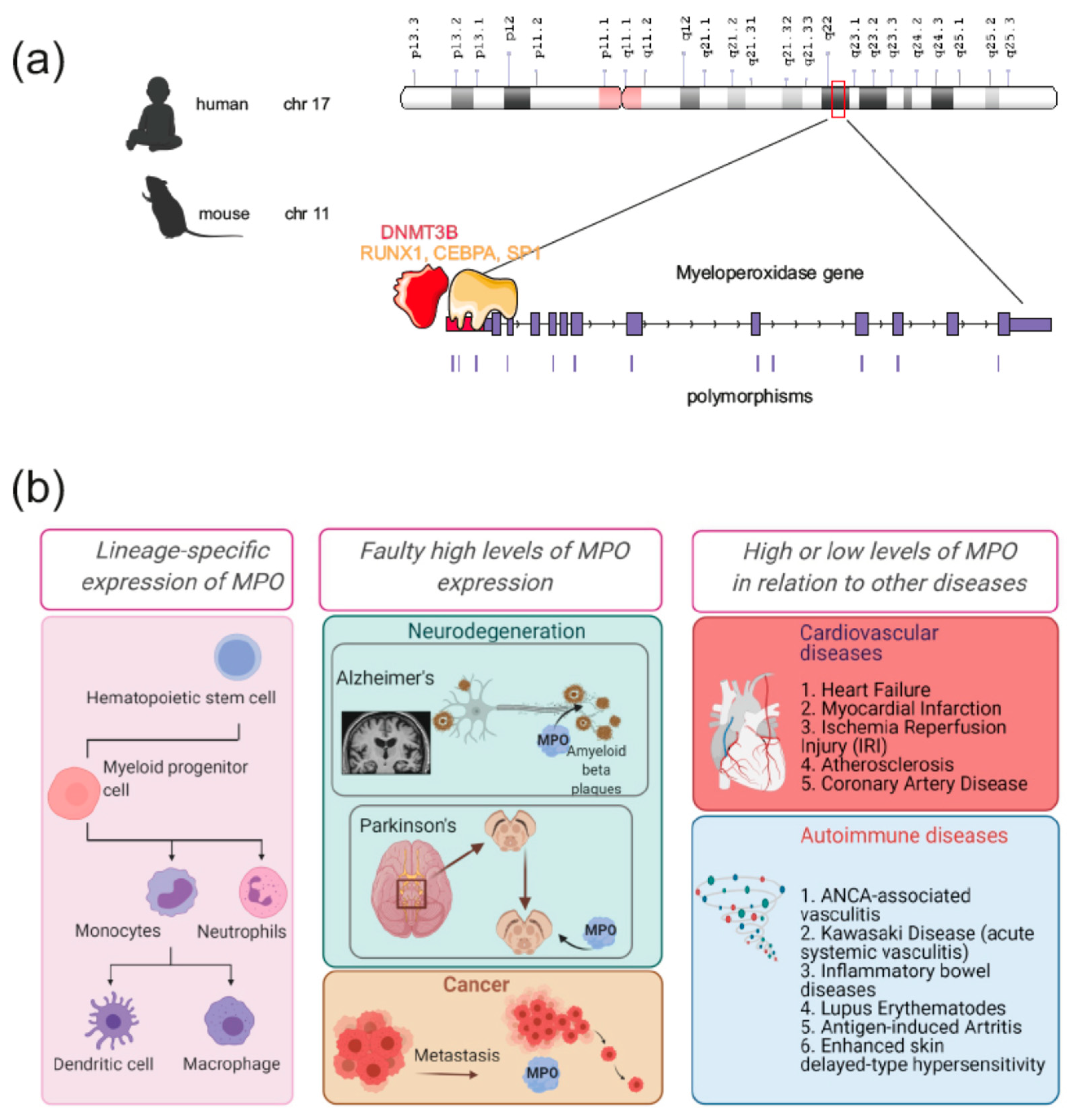 Antioxidants Free Full Text The Enzymatic And Non Enzymatic Function Of Myeloperoxidase Mpo In Inflammatory Communication Html