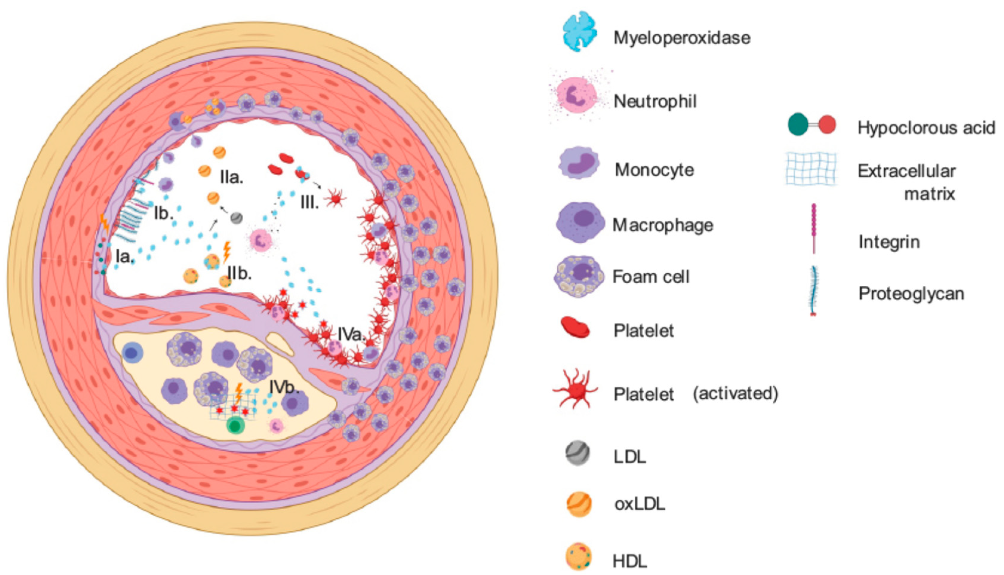 Antioxidants Free Full Text The Enzymatic And Non Enzymatic Function Of Myeloperoxidase Mpo In Inflammatory Communication Html