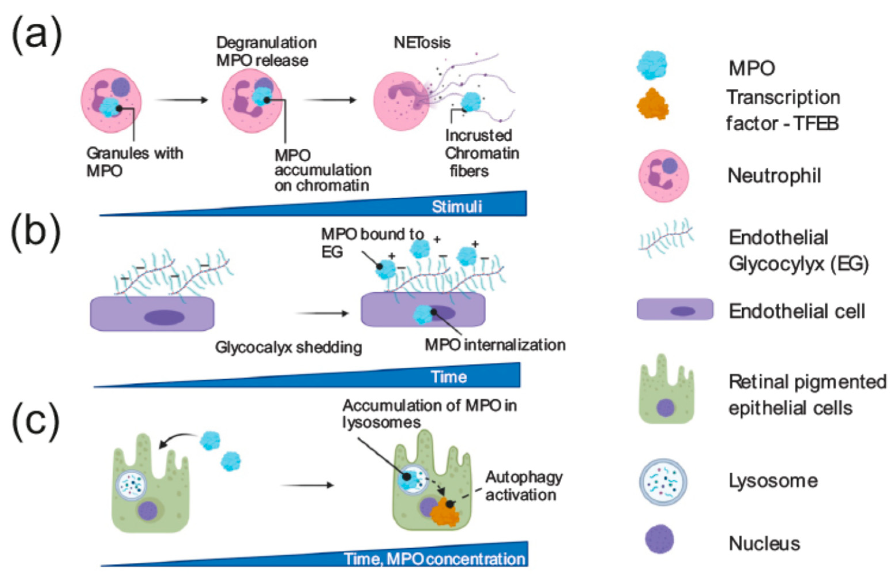 Antioxidants Free Full Text The Enzymatic And Non Enzymatic Function Of Myeloperoxidase Mpo In Inflammatory Communication Html