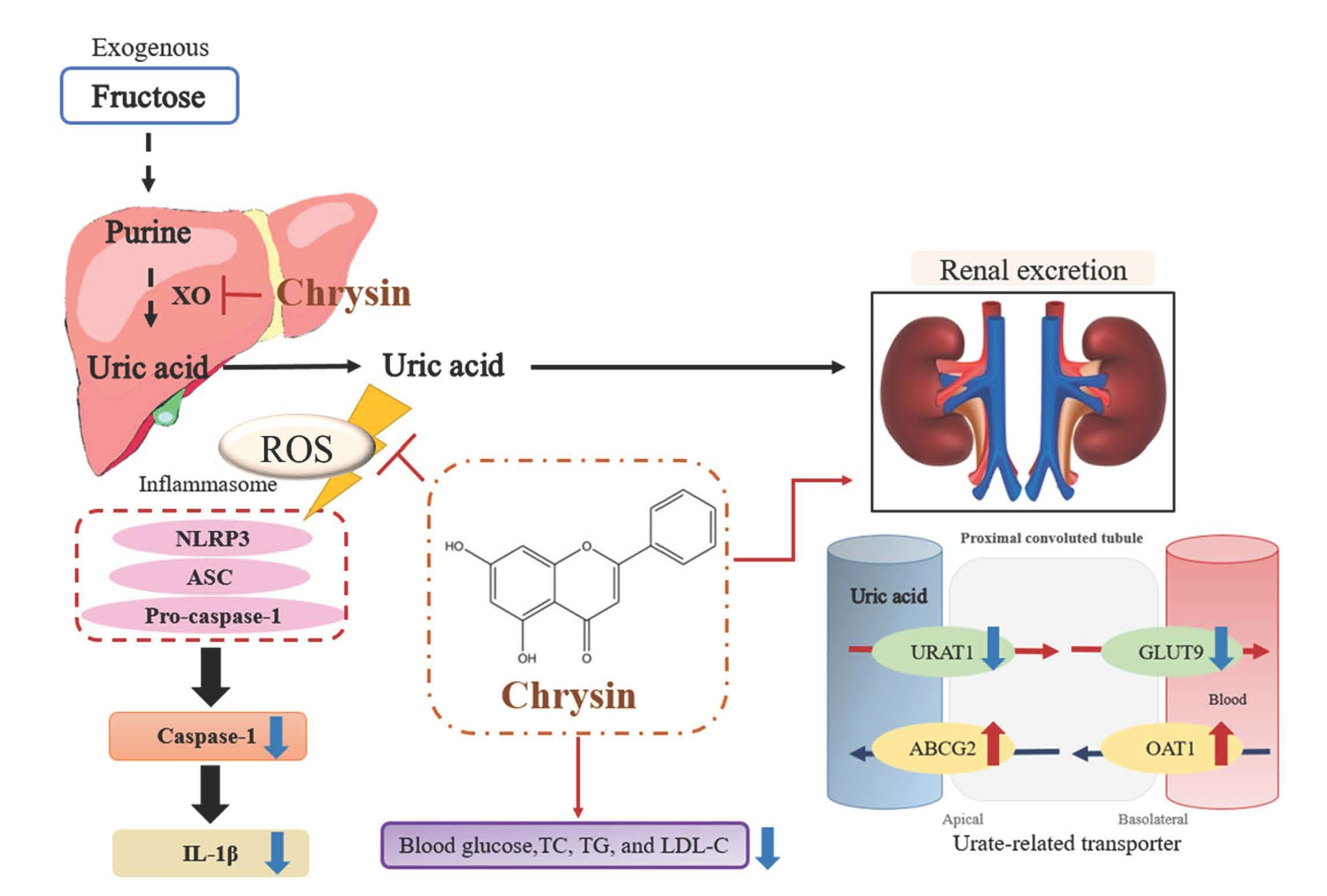 Antioxidants | Free Full-Text | Anti-Inflammatory and Anti