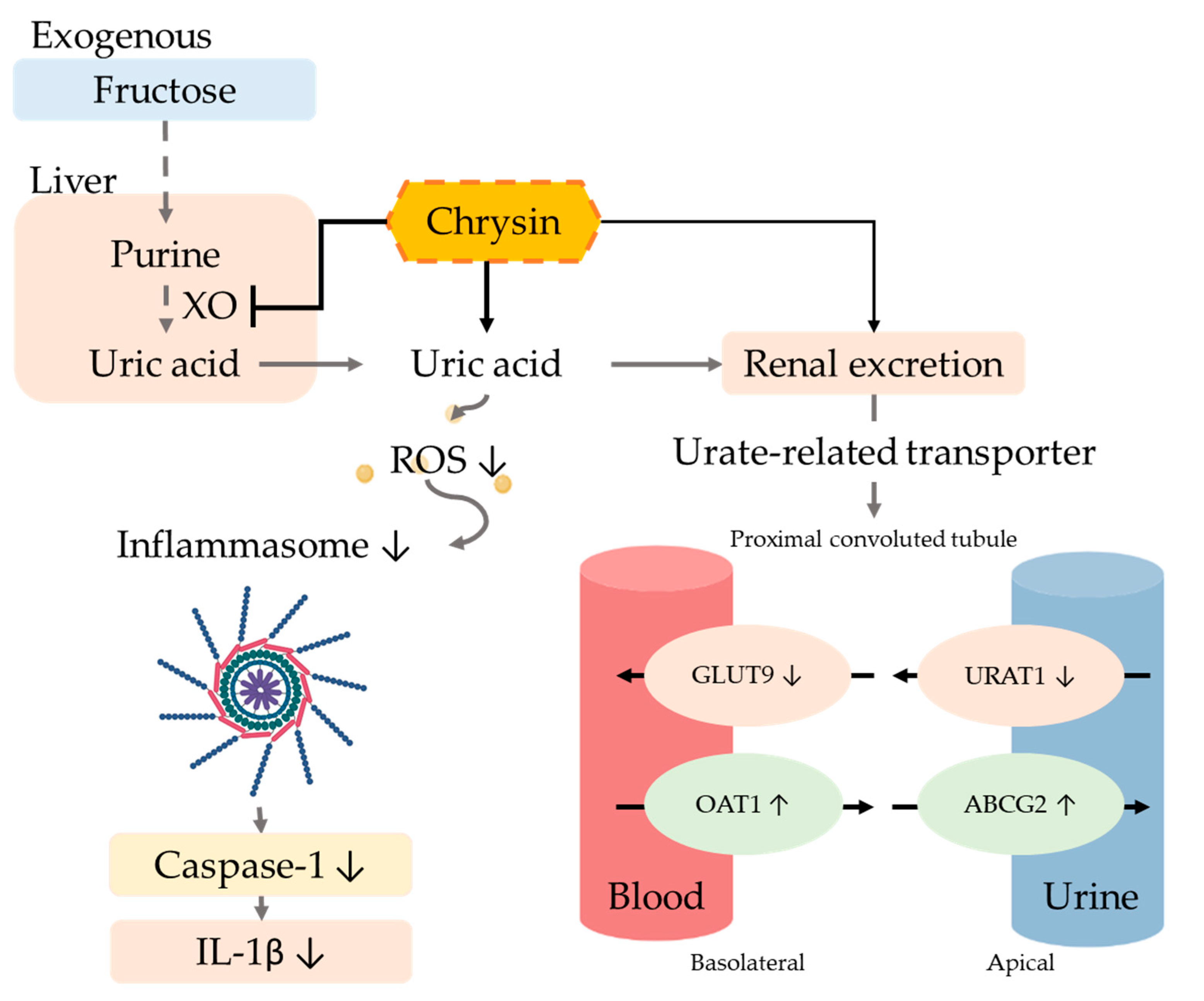 Antioxidants 10 00564 g007