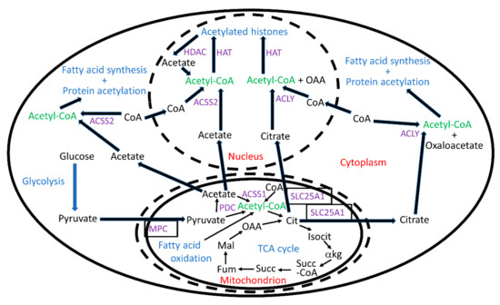 Antioxidants Free Full Text Acetyl Coa Metabolism And Histone Acetylation In The Regulation Of Aging And Lifespan Html Antioxidants Free Full Text Acetyl Coa Metabolism And Histone Acetylation In The Regulation Of Aging And Lifespan Html
