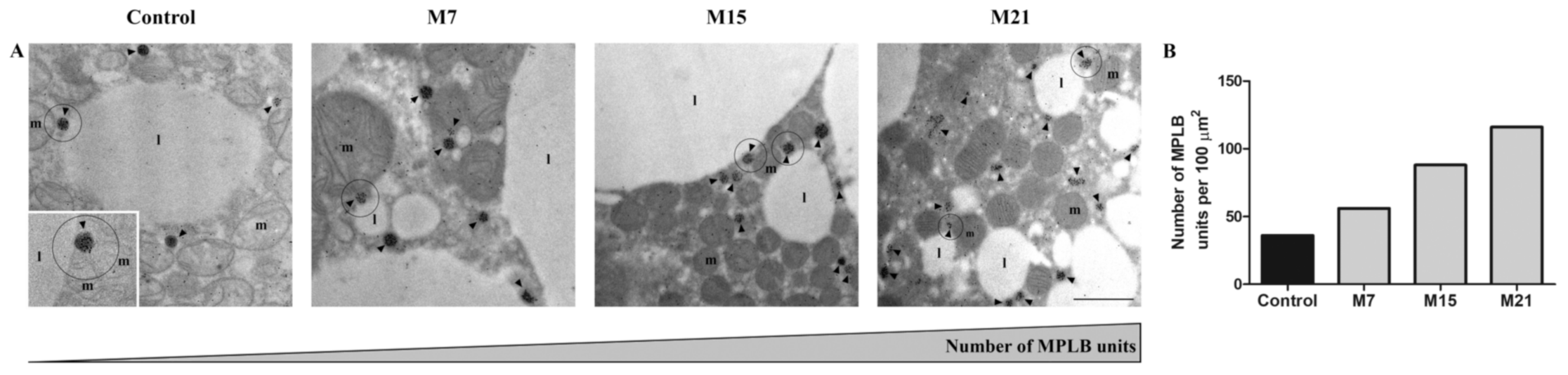 Antioxidants 10 00591 g004 Antioxidants 10 00591 g004