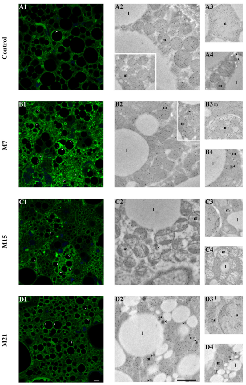 Antioxidants 10 00591 g007 Antioxidants 10 00591 g007