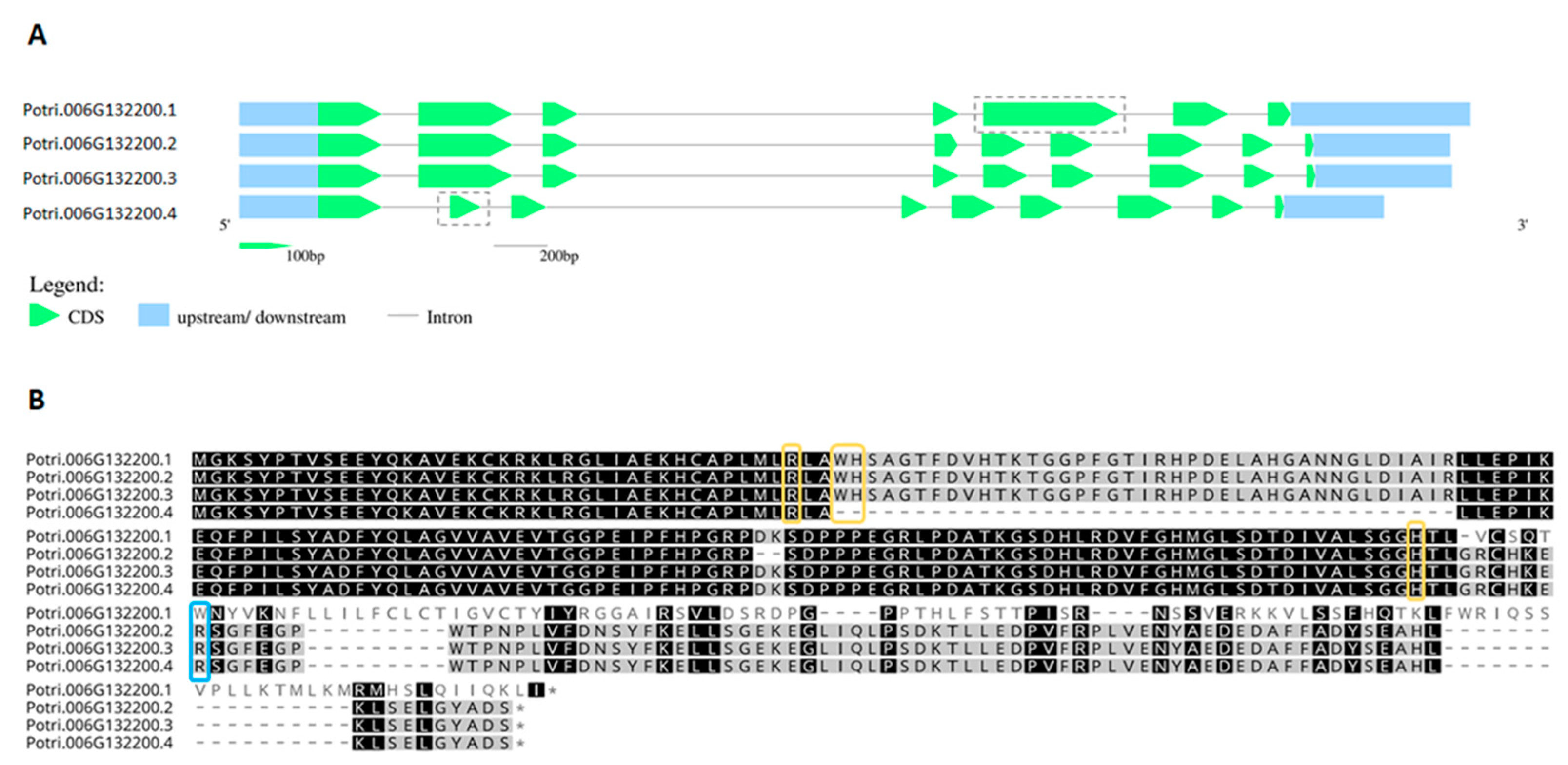 Antioxidants 10 00597 g004