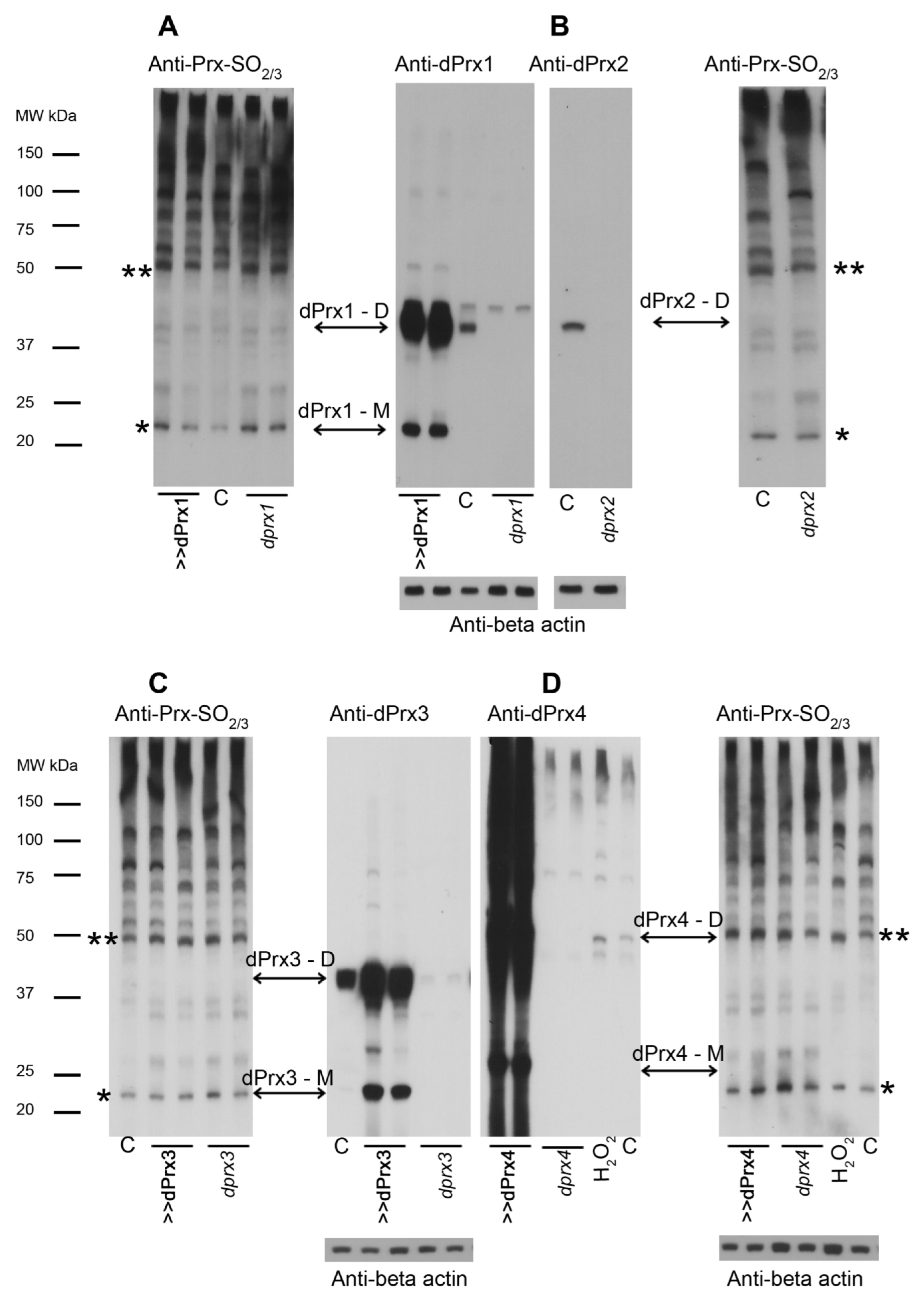 Antioxidants 10 00606 g002 Antioxidants 10 00606 g002