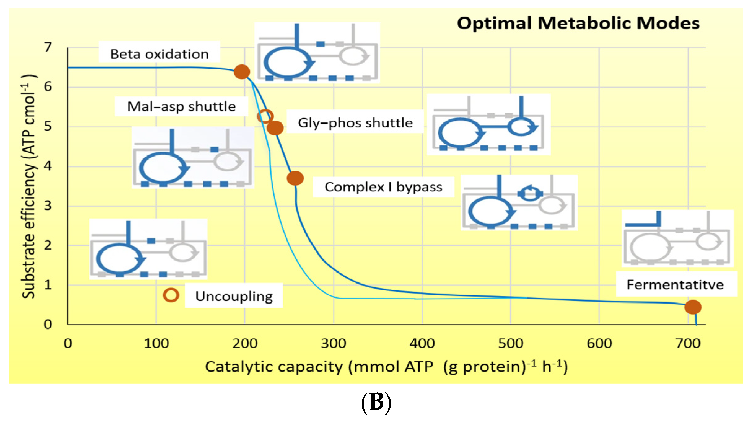 Antioxidants 10 00609 g002b Antioxidants 10 00609 g002b
