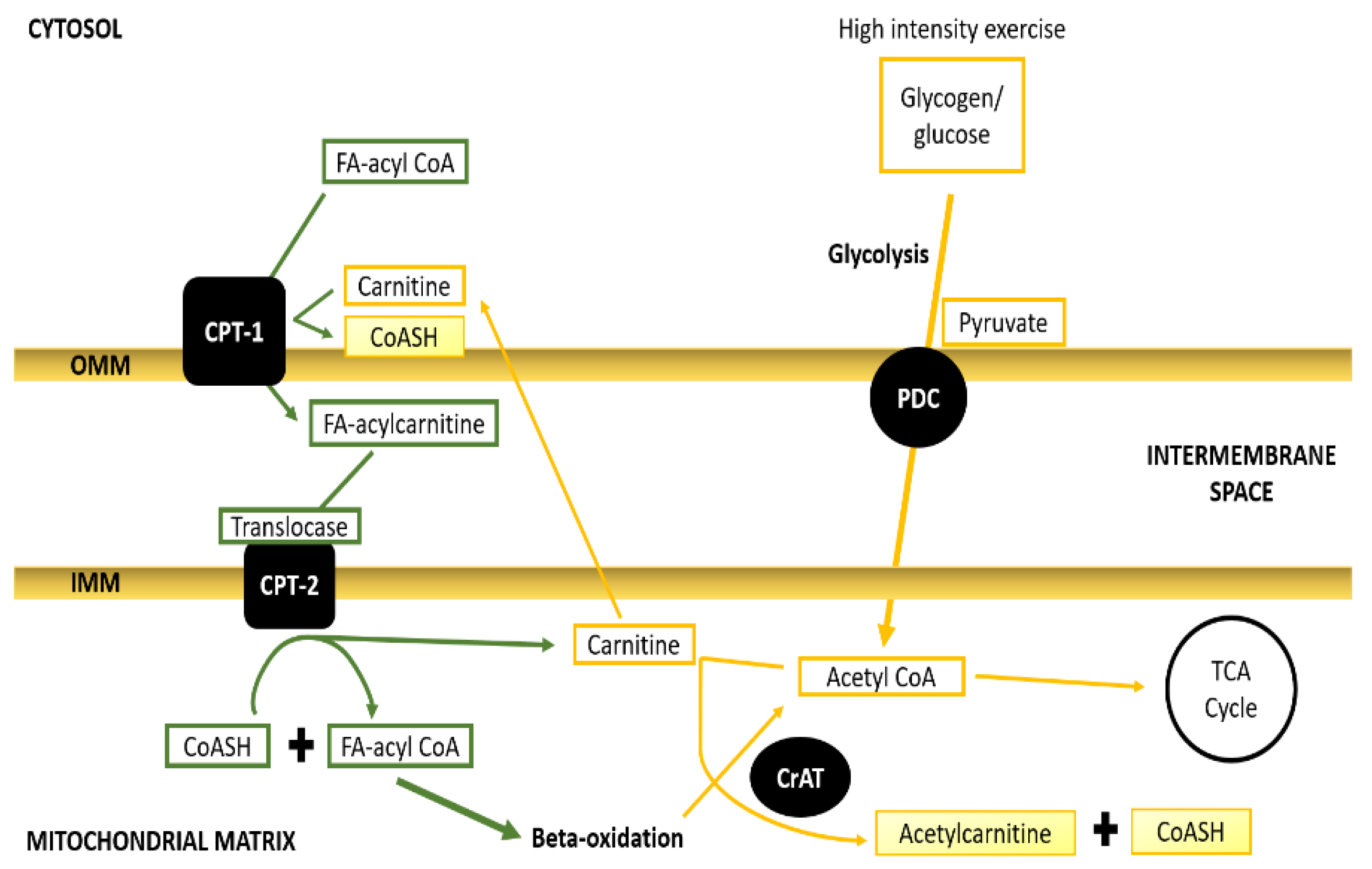 Antioxidants 10 00609 g003 Antioxidants 10 00609 g003