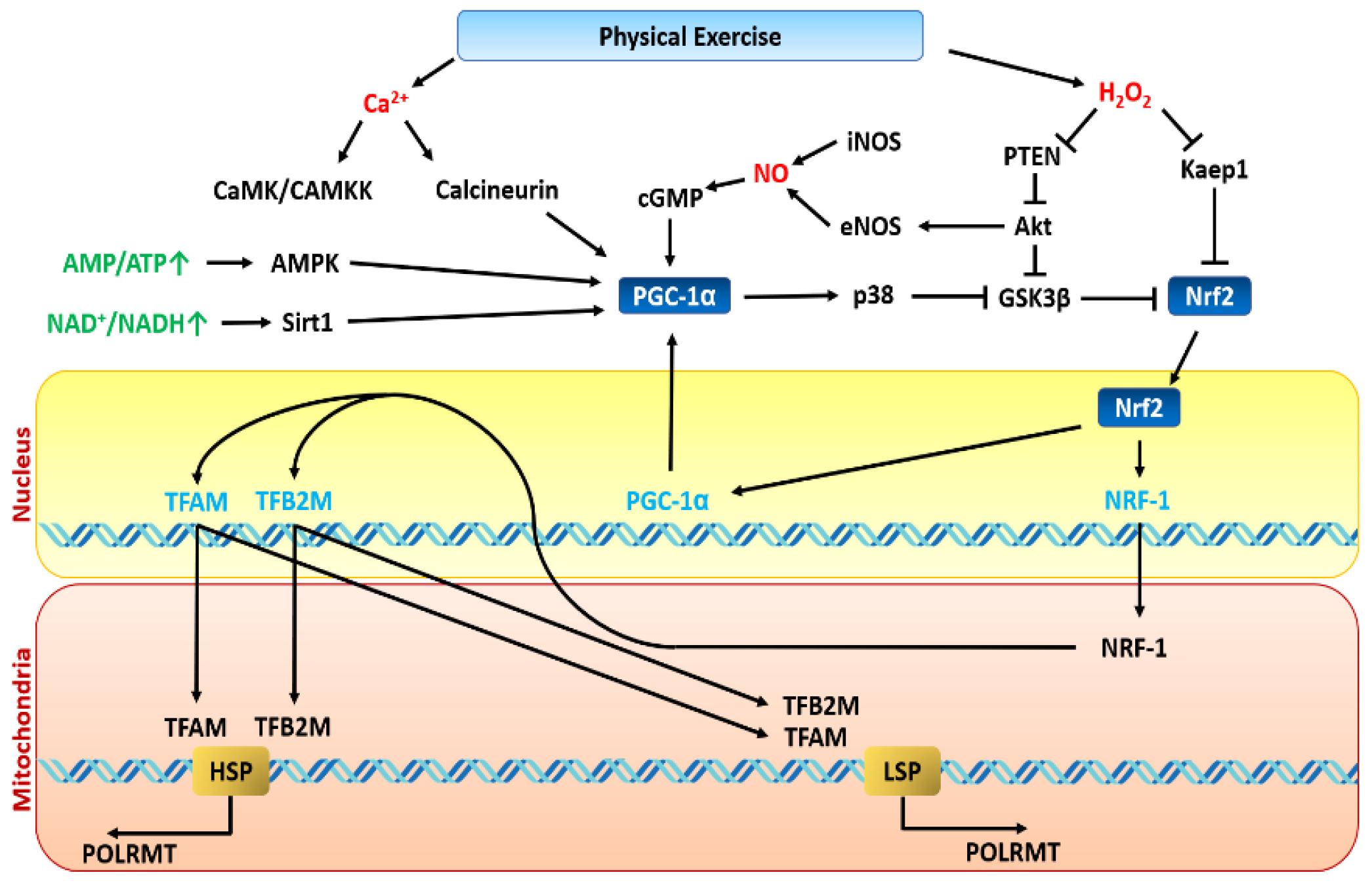 Antioxidants 10 00609 g004 Antioxidants 10 00609 g004
