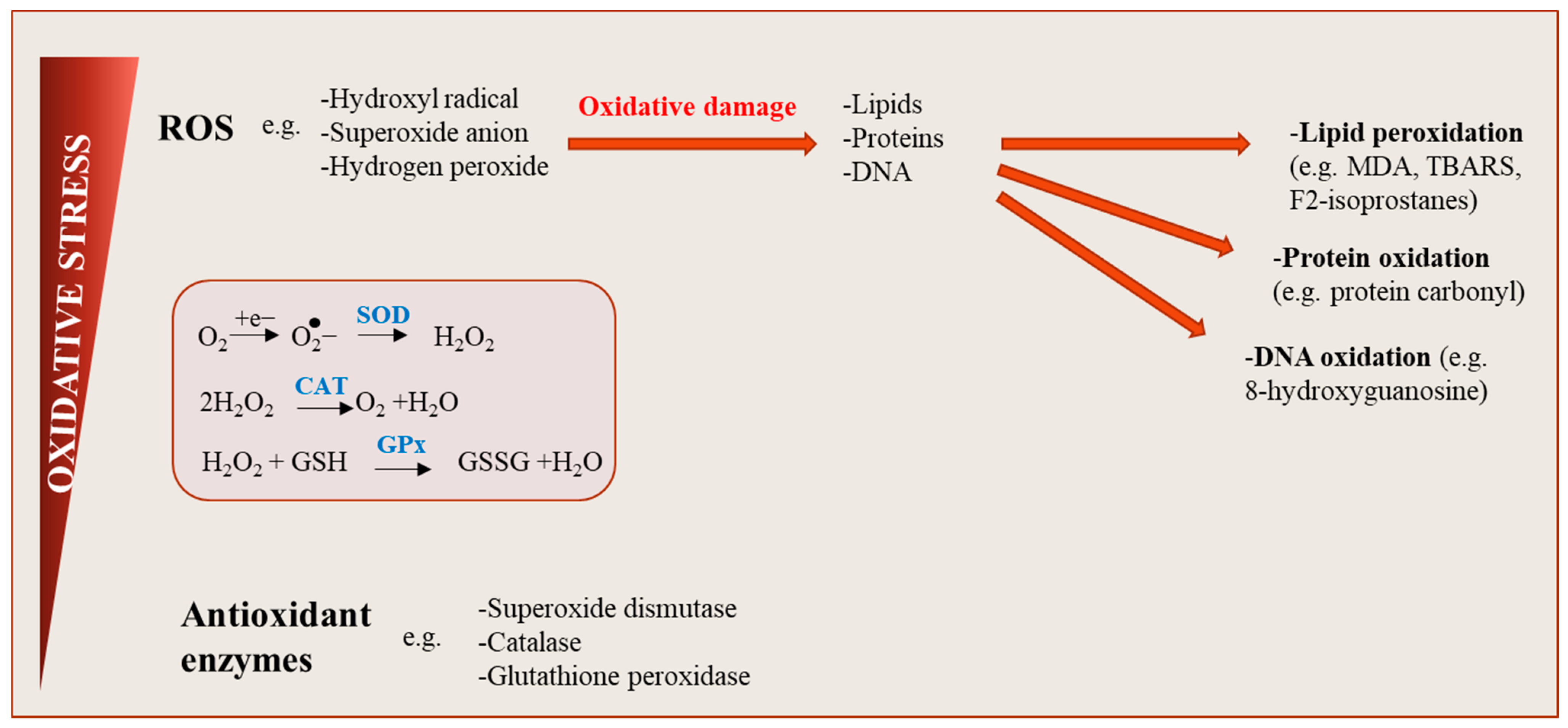 Antioxidants 10 00622 g002