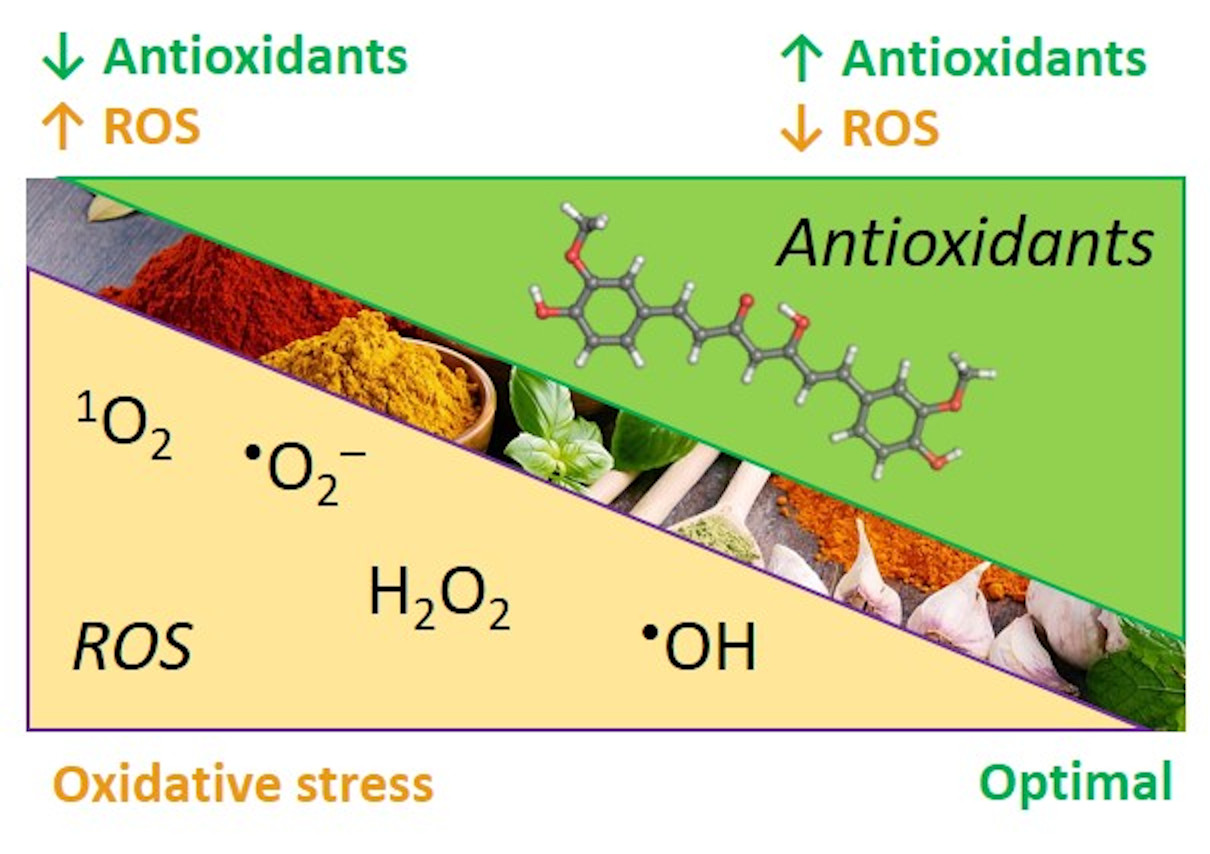 Antioxidants Free FullText Natural ChainBreaking Antioxidants and