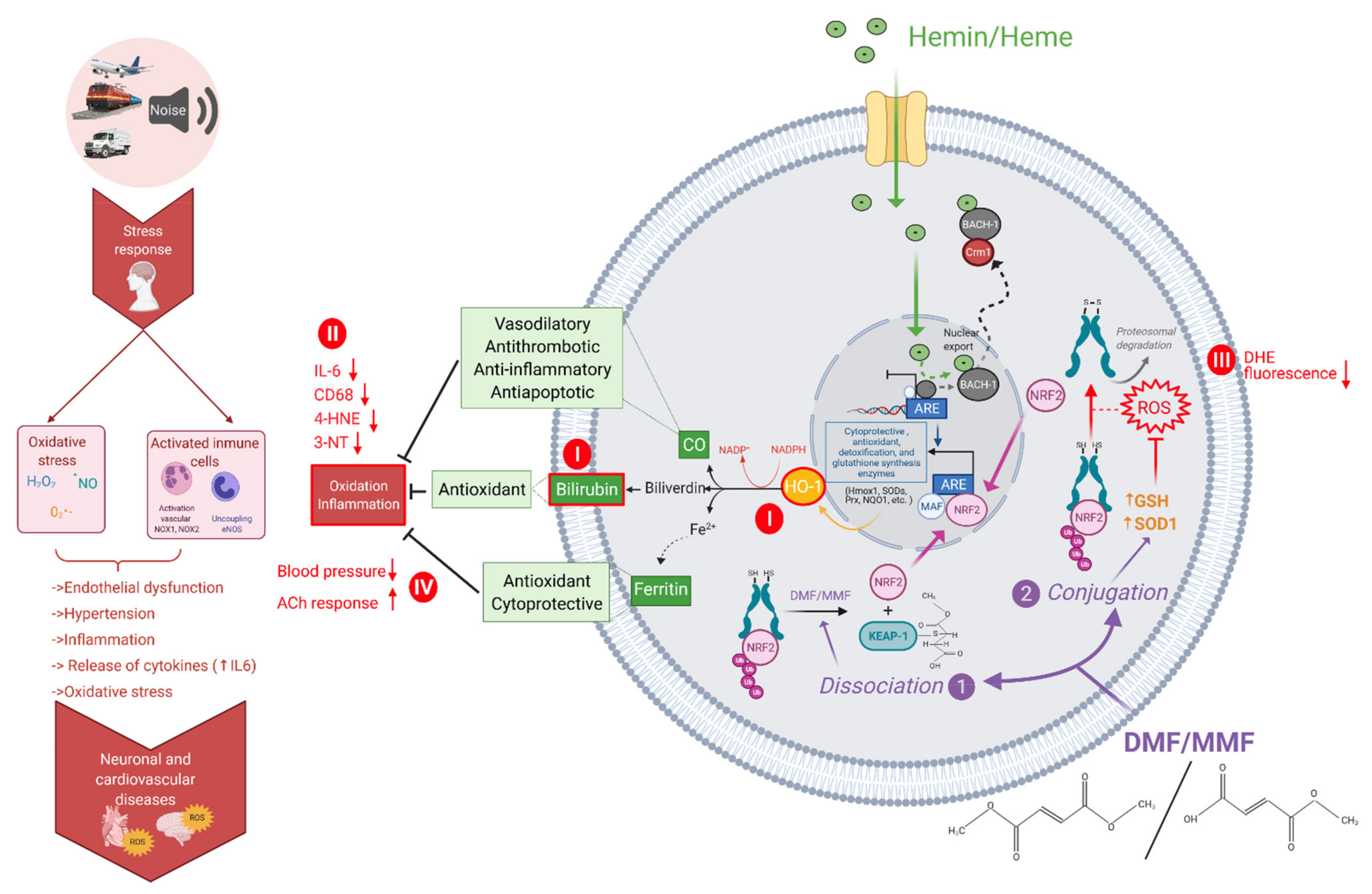 Antioxidants 10 00625 g008