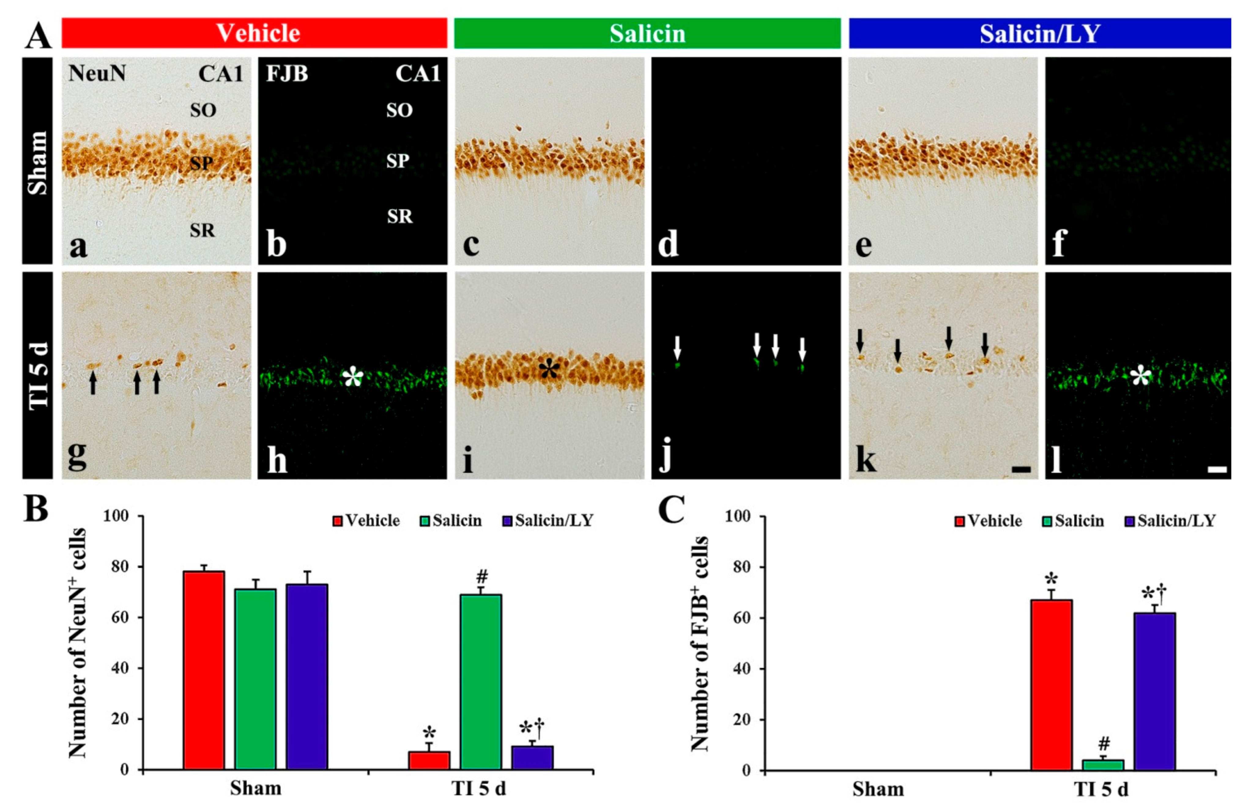 Antioxidants Free Full Text Neuroprotective Effects Of Salicin In A Gerbil Model Of Transient Forebrain Ischemia By Attenuating Oxidative Stress And Activating Pi3k Akt Gsk3b Pathway Html