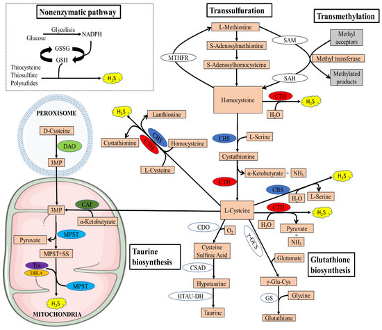Antioxidants Free Full Text The Impact Of H2s On Obesity Associated Metabolic Disturbances Html