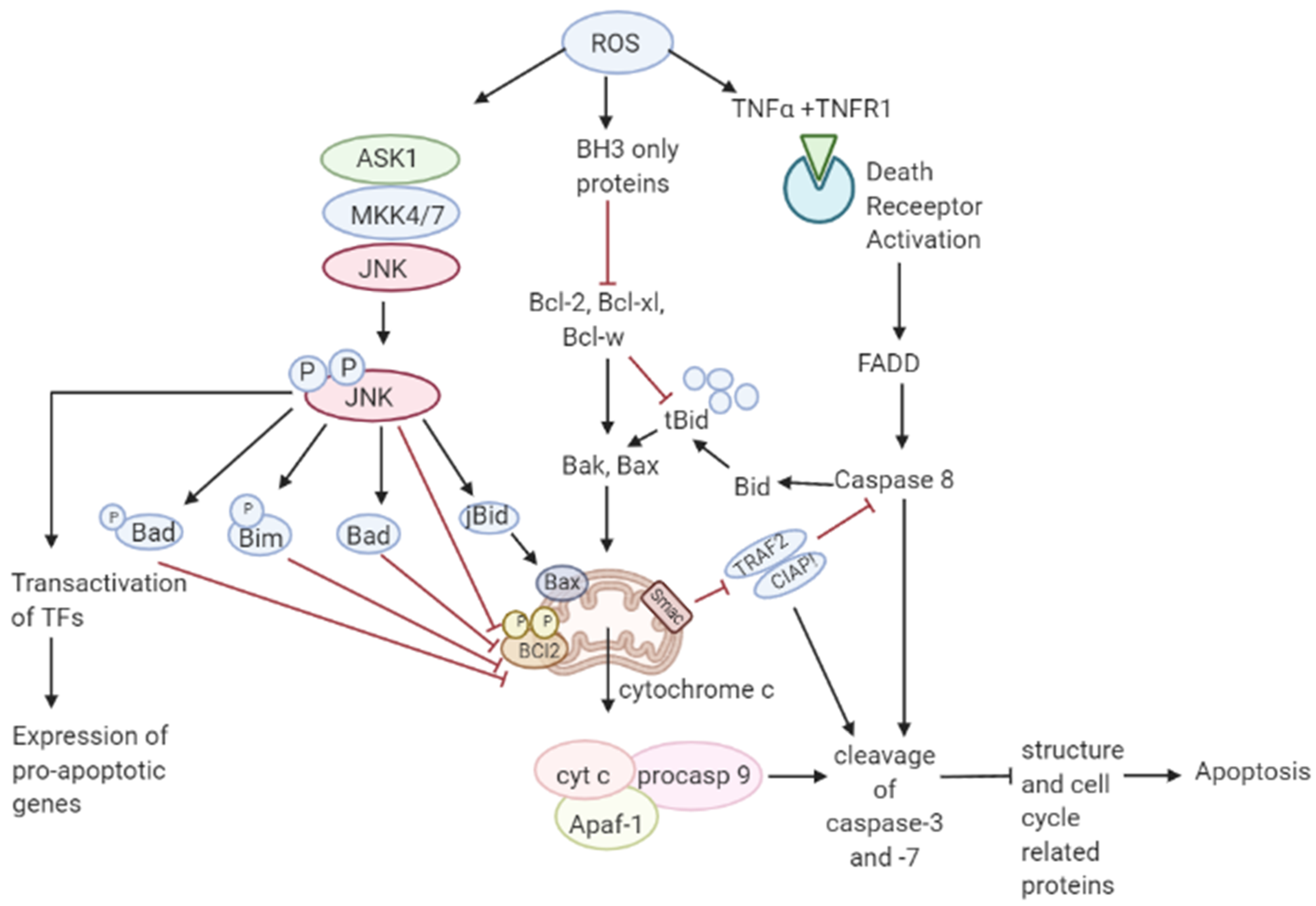 Antioxidants 10 00642 g003 Antioxidants 10 00642 g003