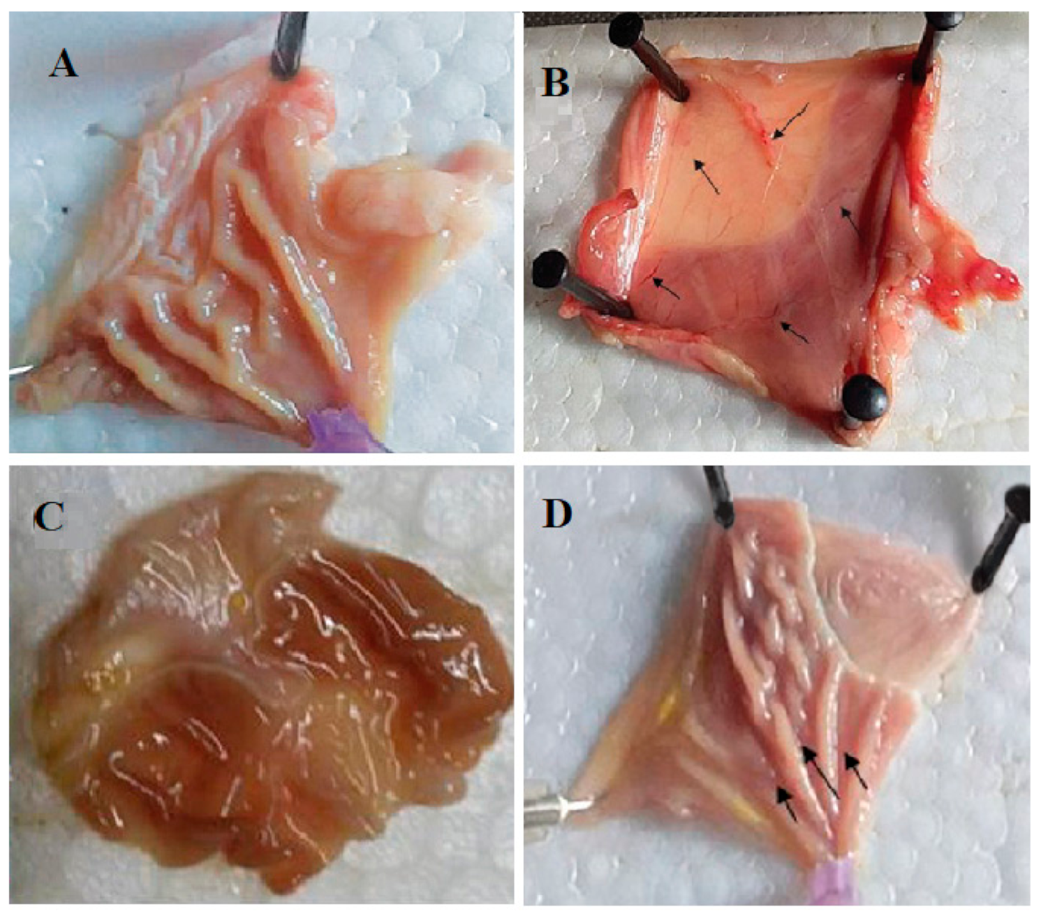 Antioxidants 10 00644 g005