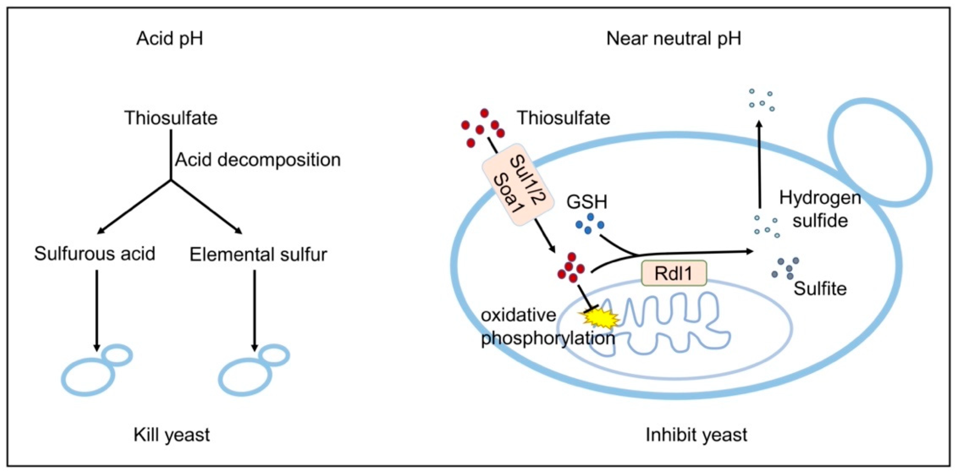 Antioxidants 10 00646 g006