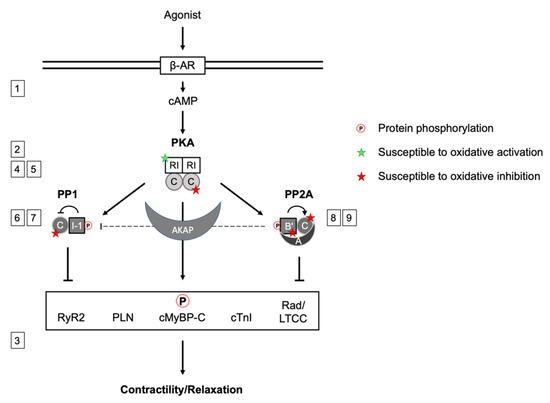Regulation of Cardiac PKA Signaling by cAMP and Oxidants