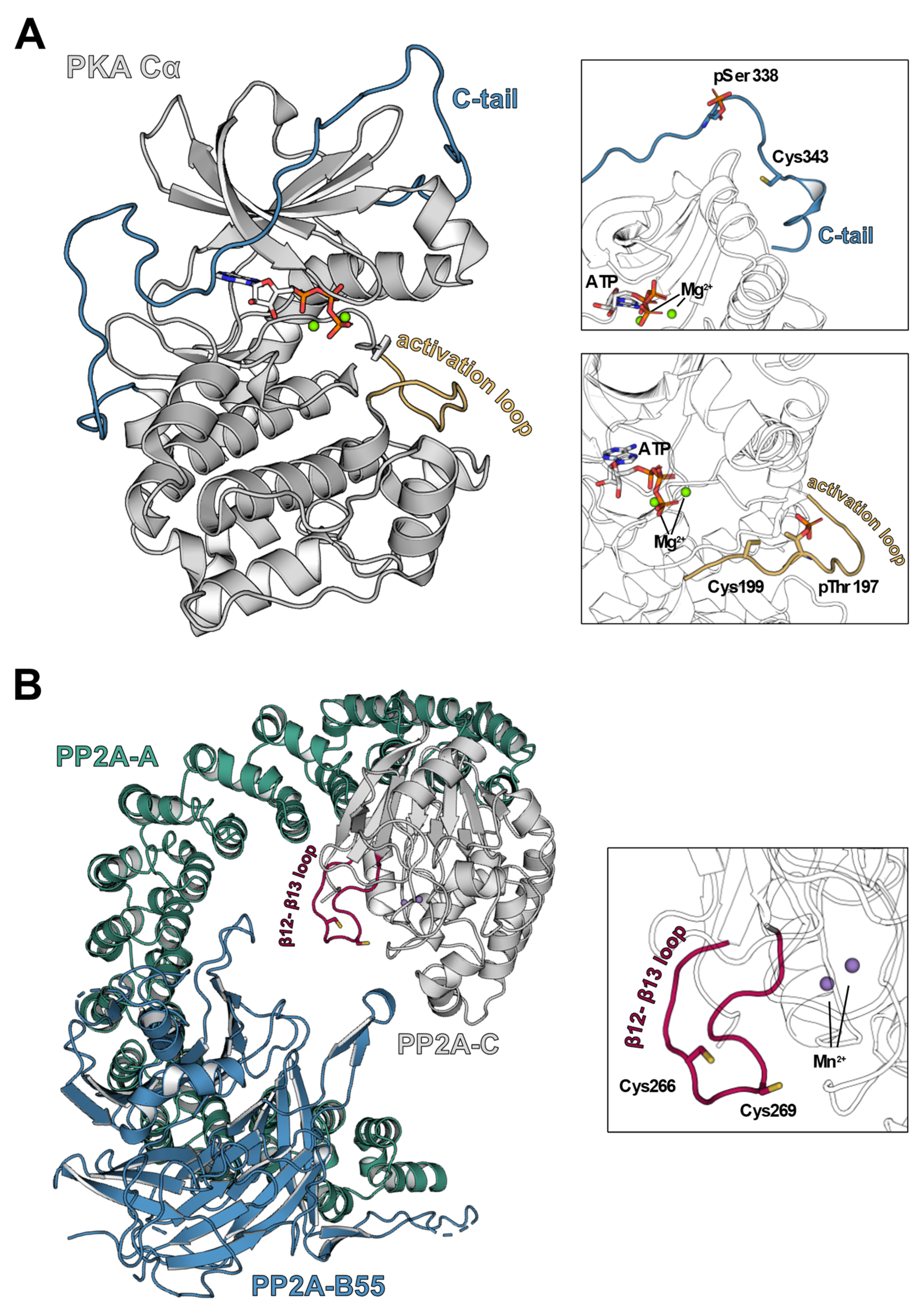 Antioxidants 10 00663 g003 Antioxidants 10 00663 g003