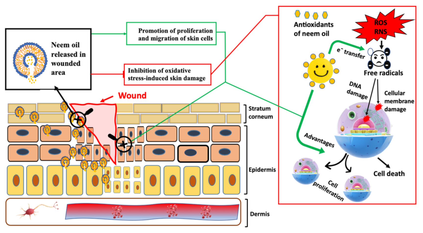 Antioxidants 10 00670 g008 Antioxidants 10 00670 g008