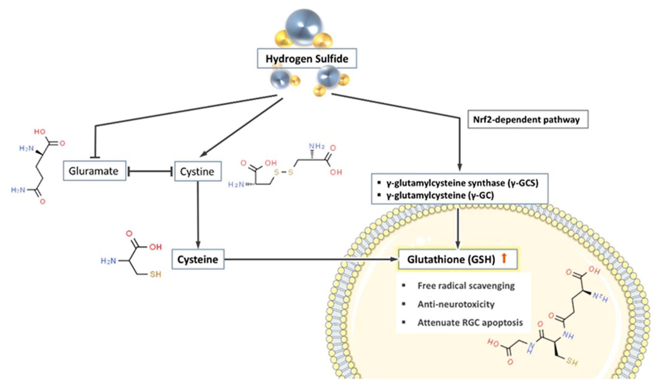 Antioxidants 10 00671 g003 Antioxidants 10 00671 g003