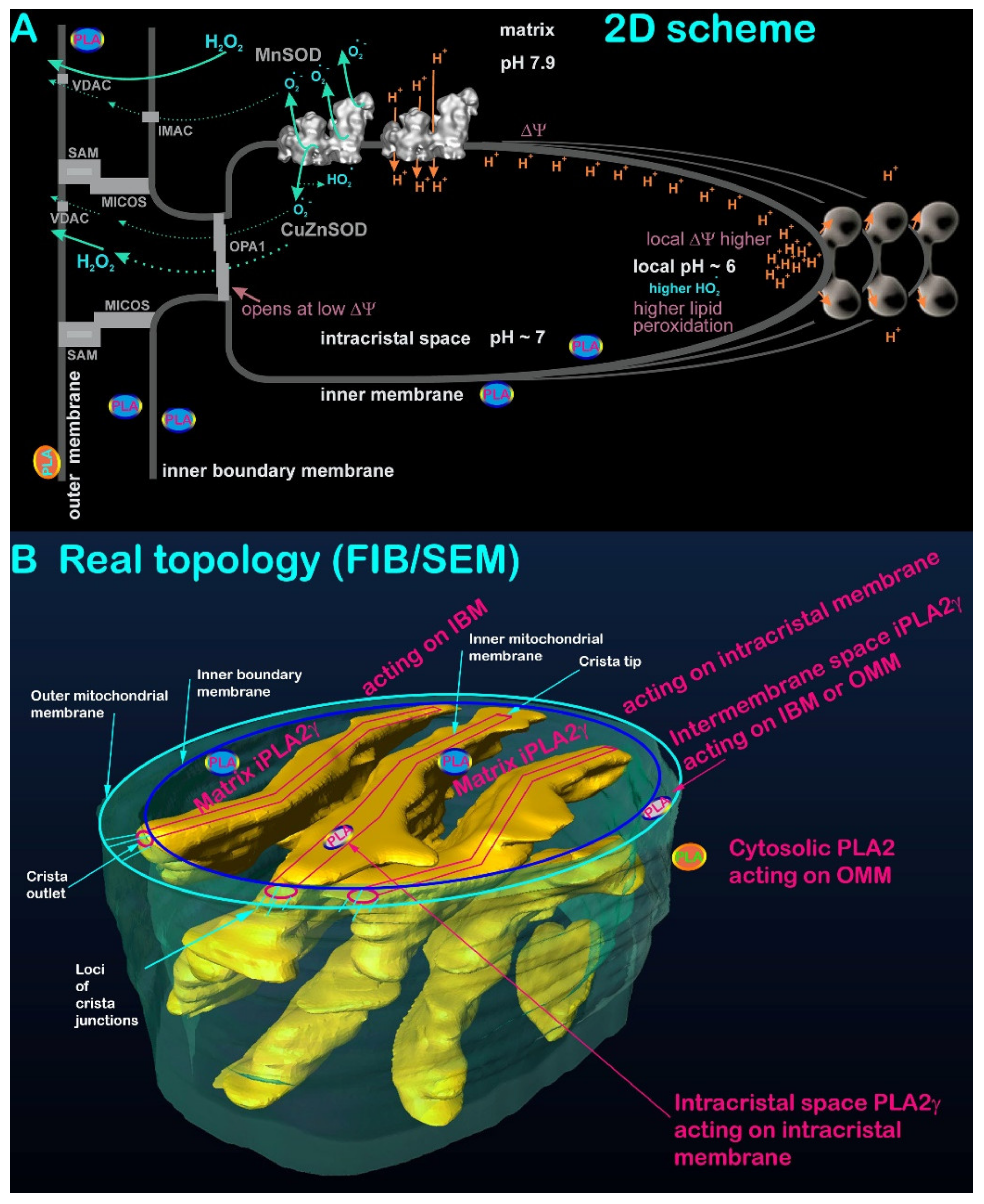 Antioxidants 10 00678 g002