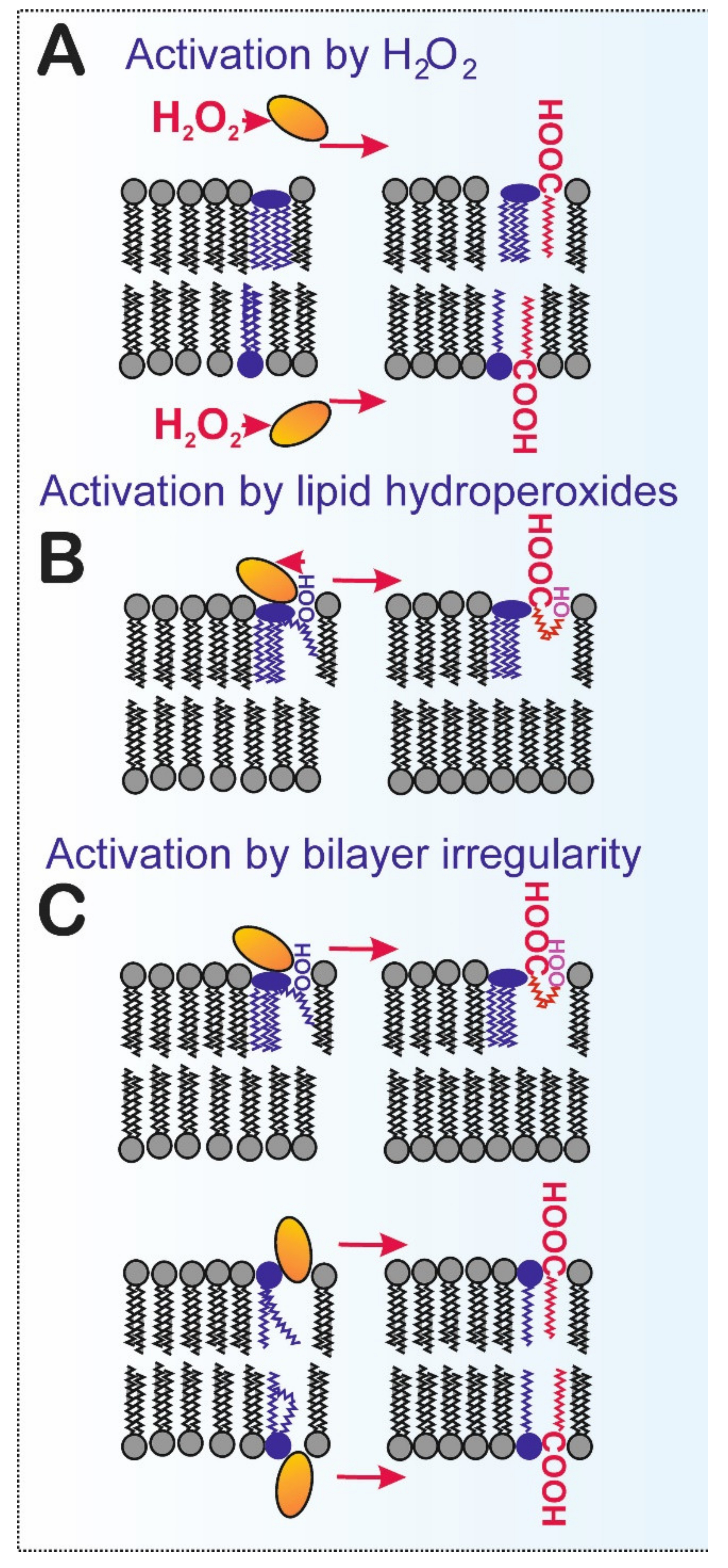 Antioxidants 10 00678 g004