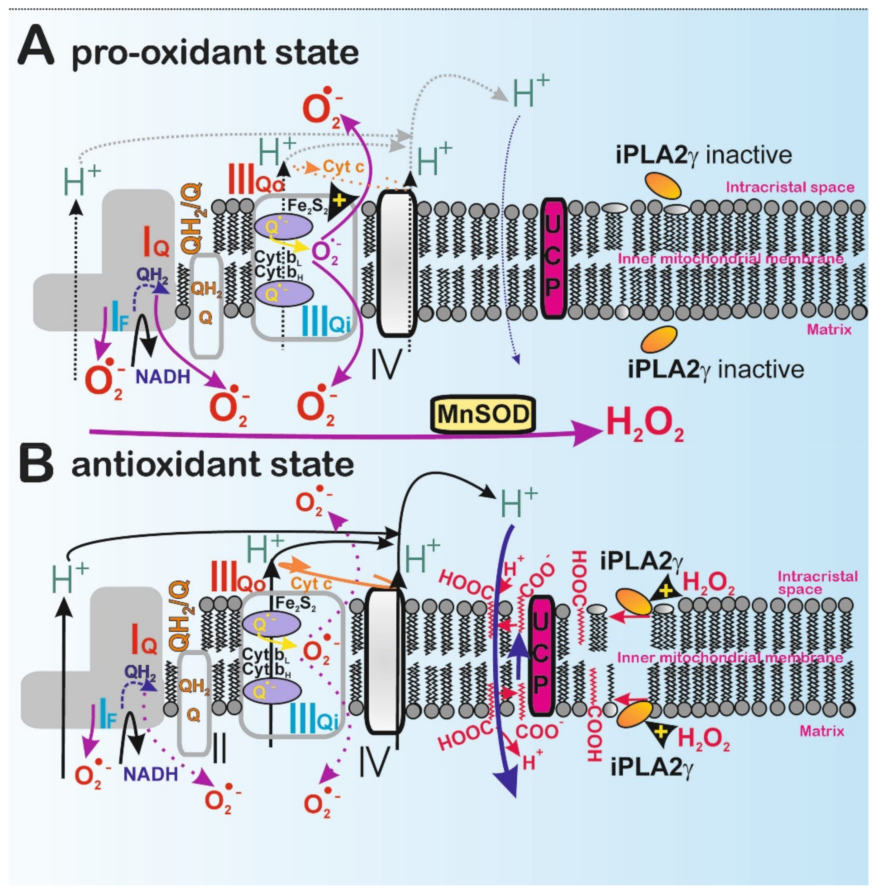 Antioxidants 10 00678 g005