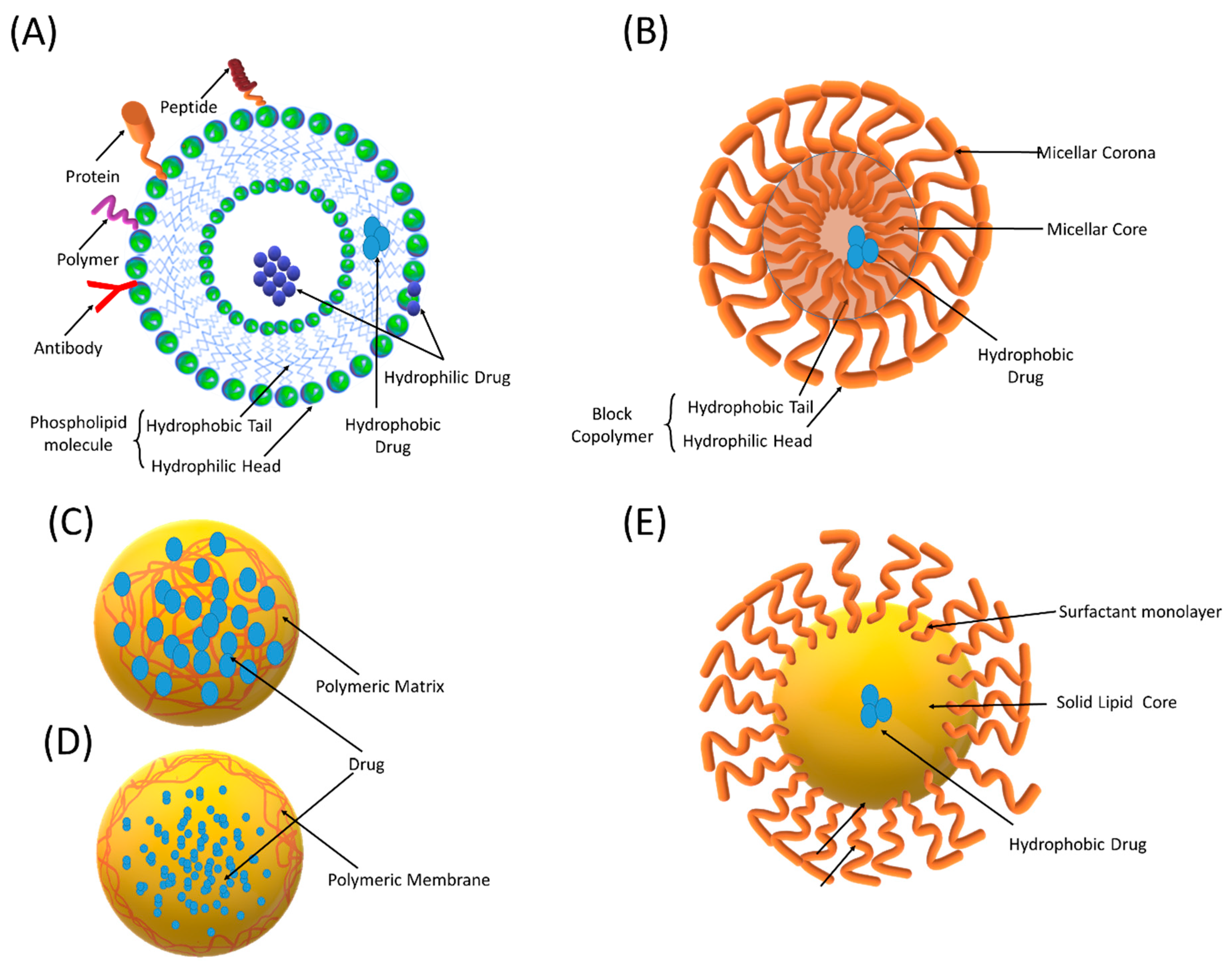 注目ブランドのギフト Nanotechnology-Based Drug the Improve to Delivery 水着・ラッシュガード