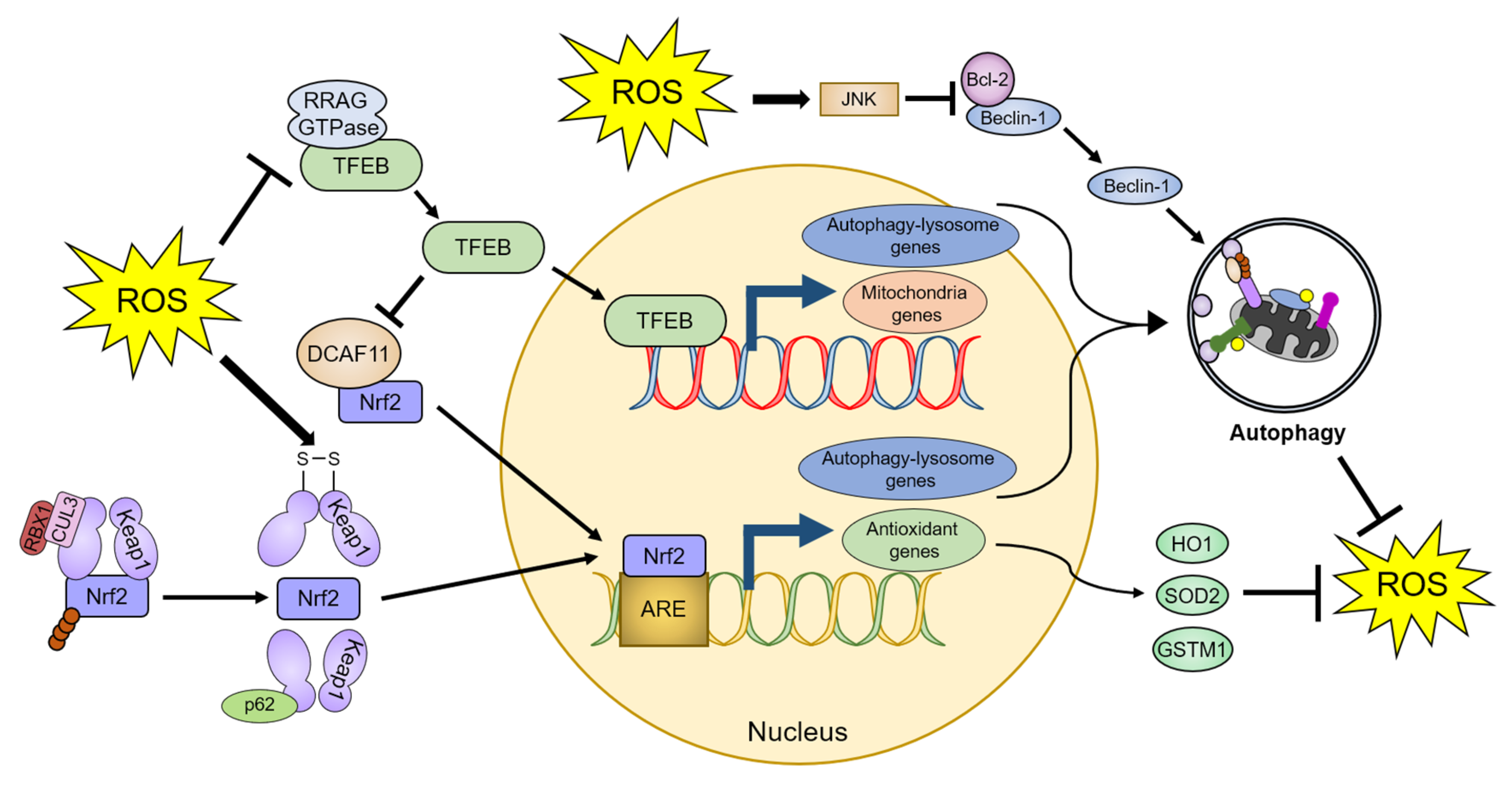 Antioxidants 10 00694 g003 Antioxidants 10 00694 g003