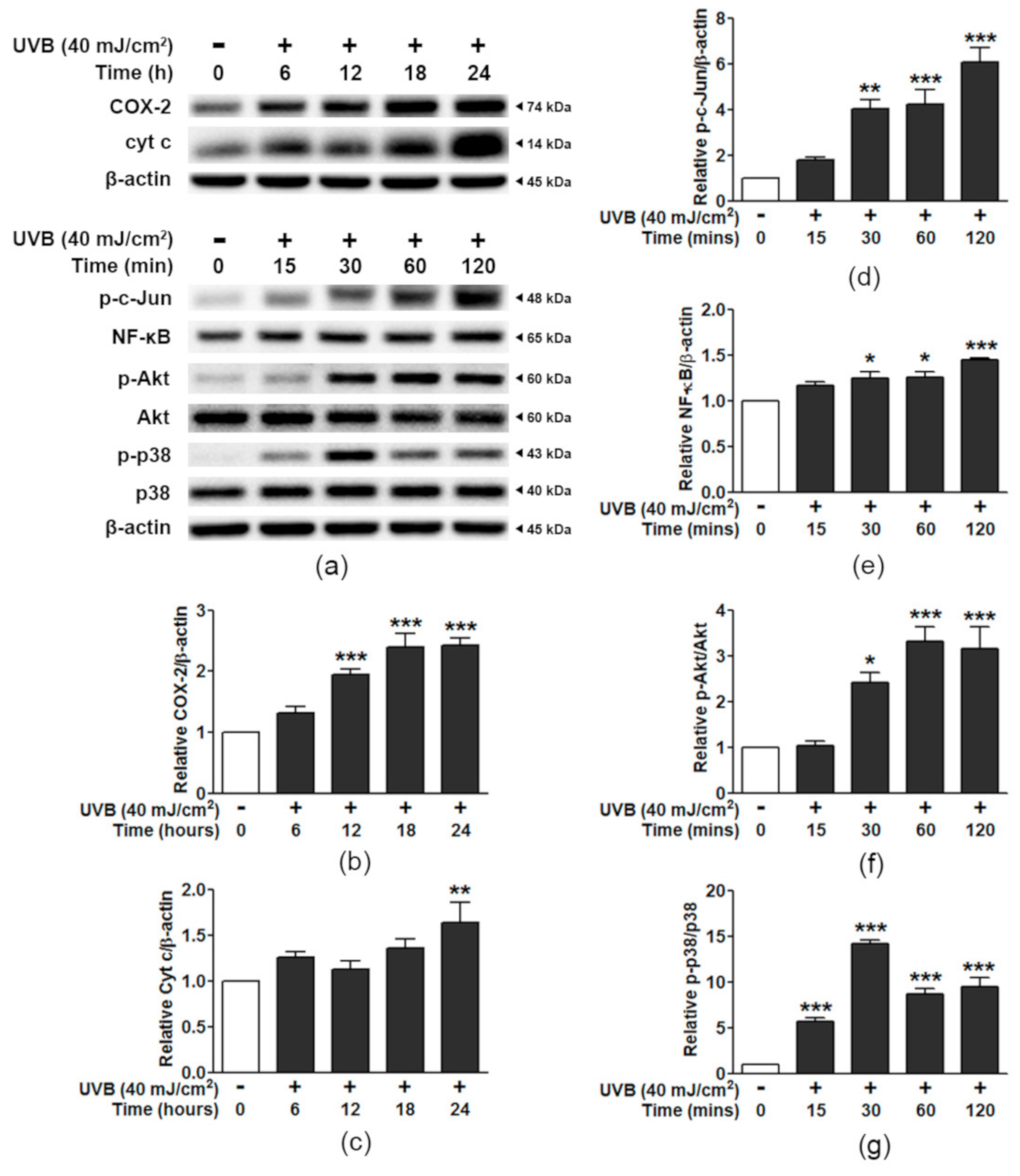 Antioxidants 10 00703 g004 Antioxidants 10 00703 g004