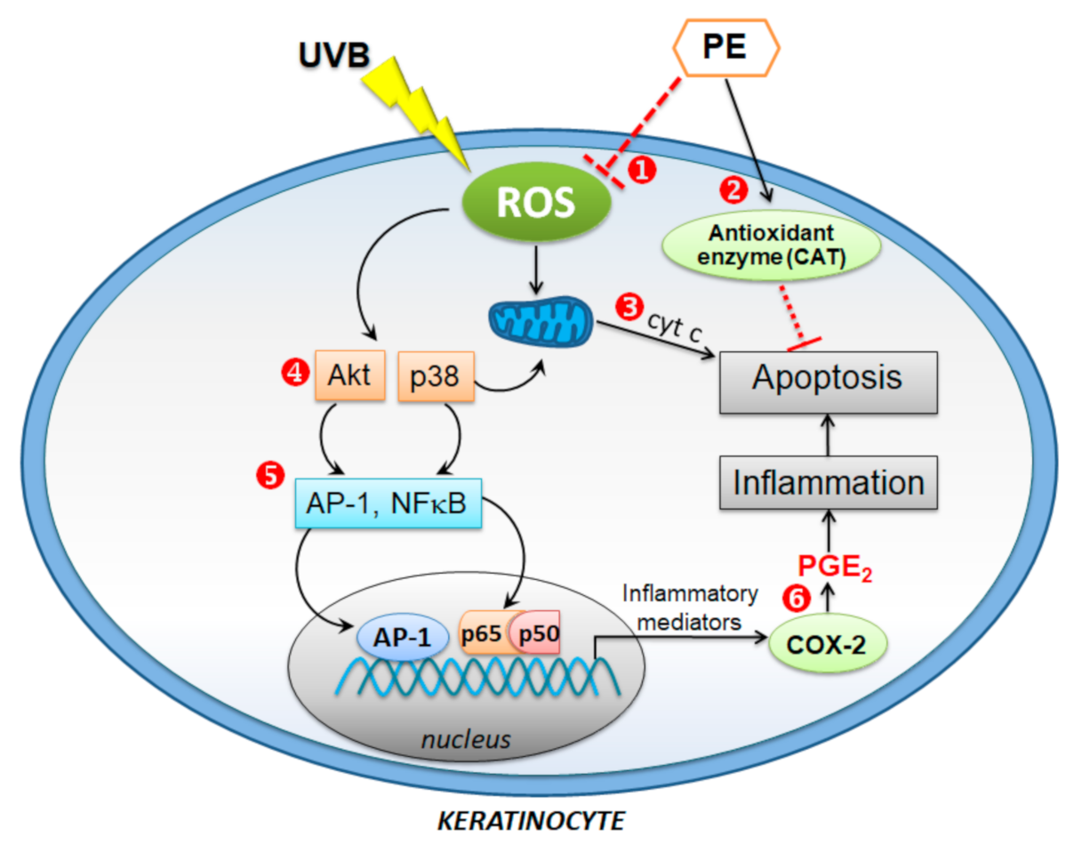 Antioxidants 10 00703 g007 Antioxidants 10 00703 g007
