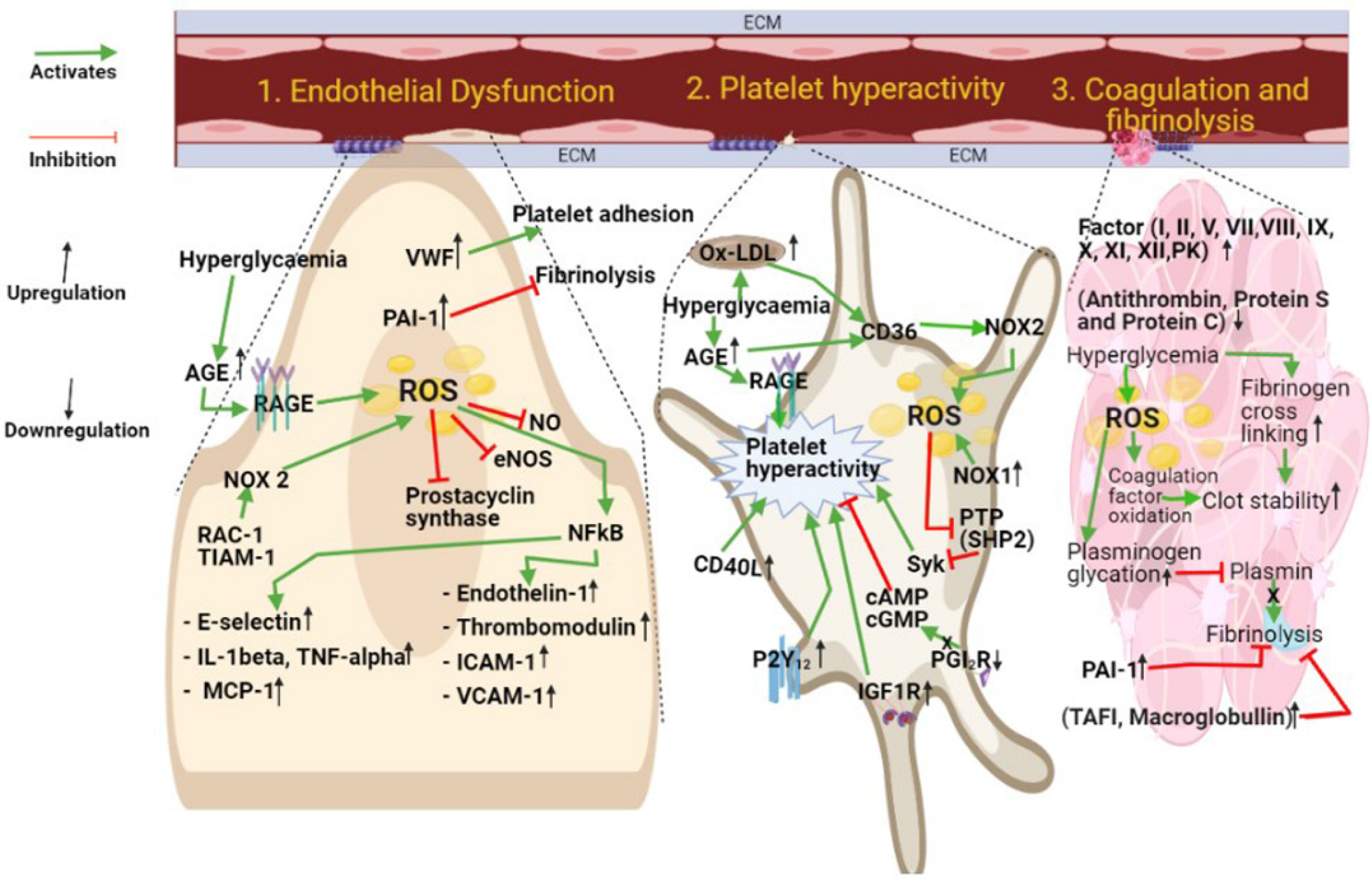 Antioxidants 10 00706 g003 Antioxidants 10 00706 g003