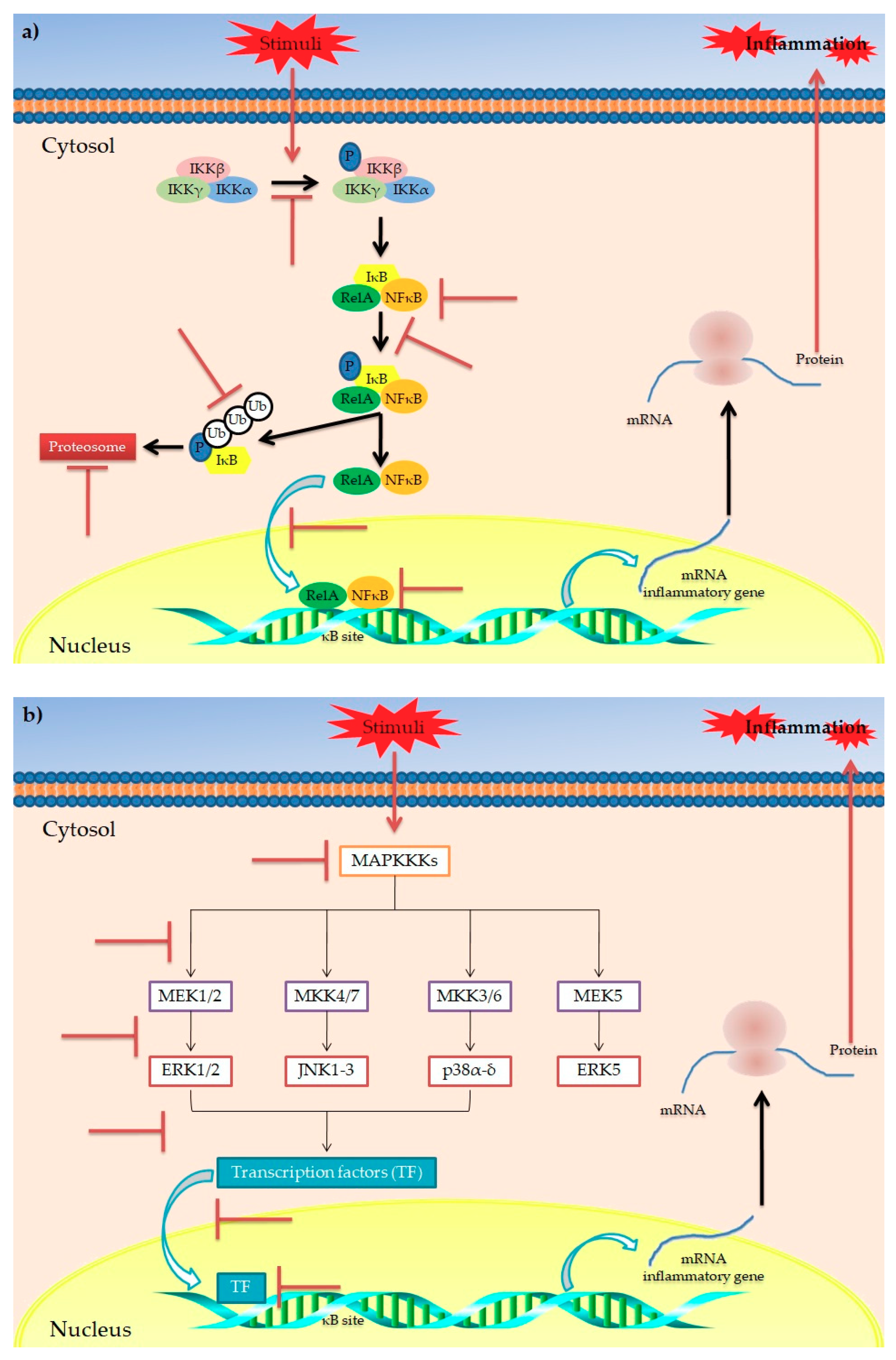 Antioxidants 10 00708 g003 Antioxidants 10 00708 g003