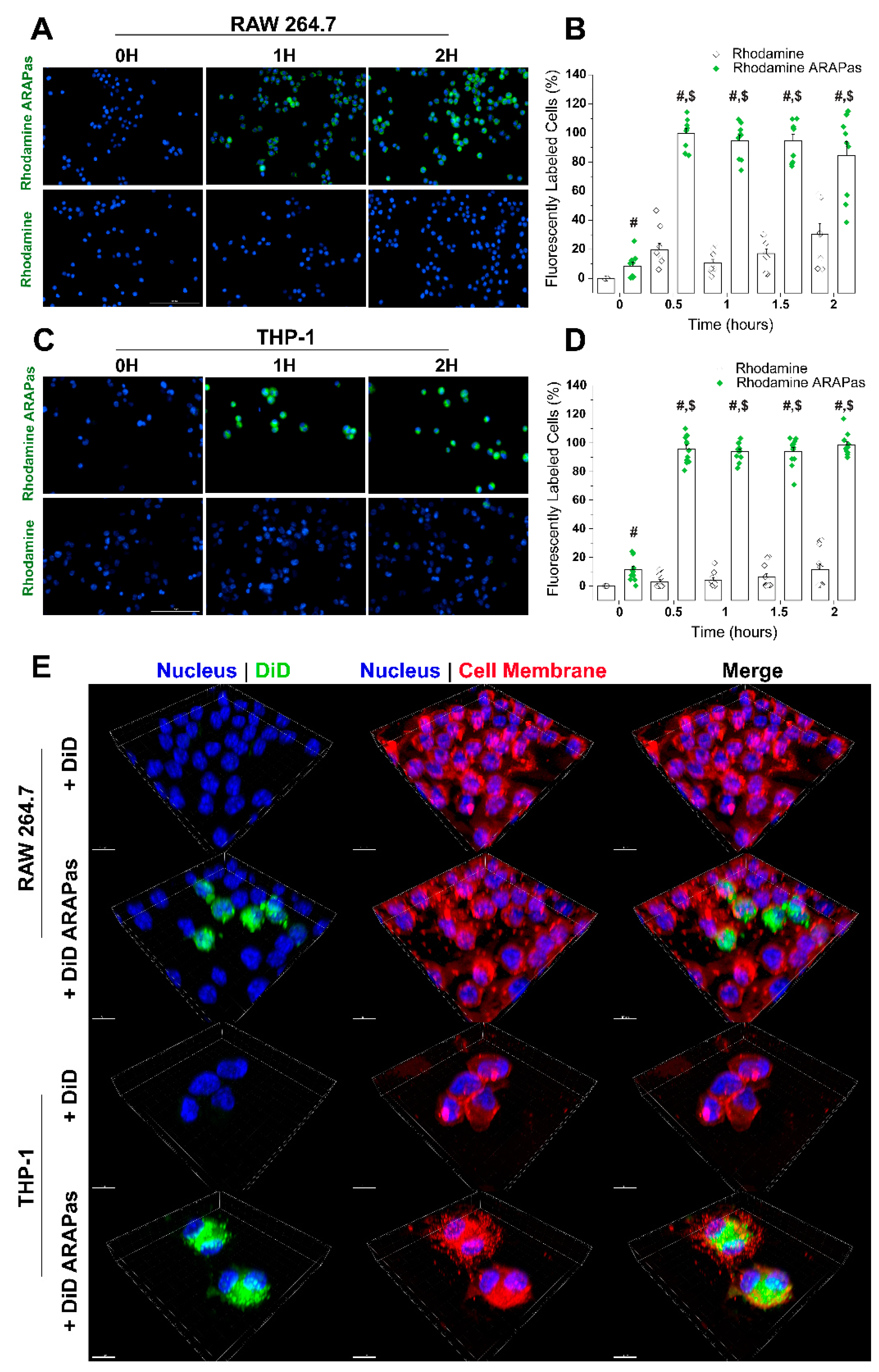 Antioxidants 10 00709 g004